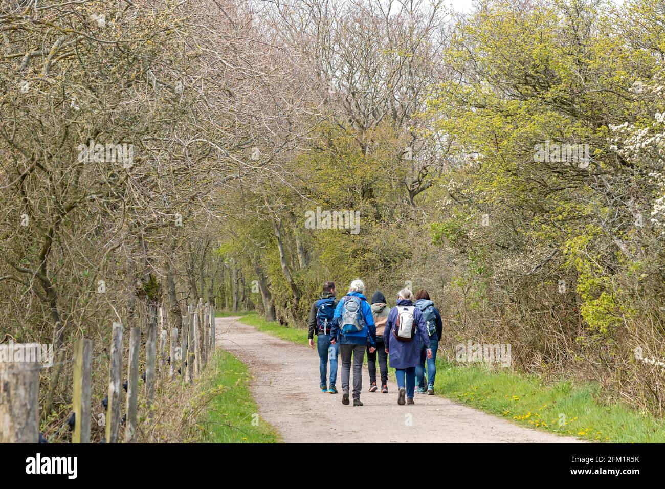 hiking path, Gelting Birk Nature Reserve, Gelting Bay, Schleswig-Holstein, Germany Stock Photo