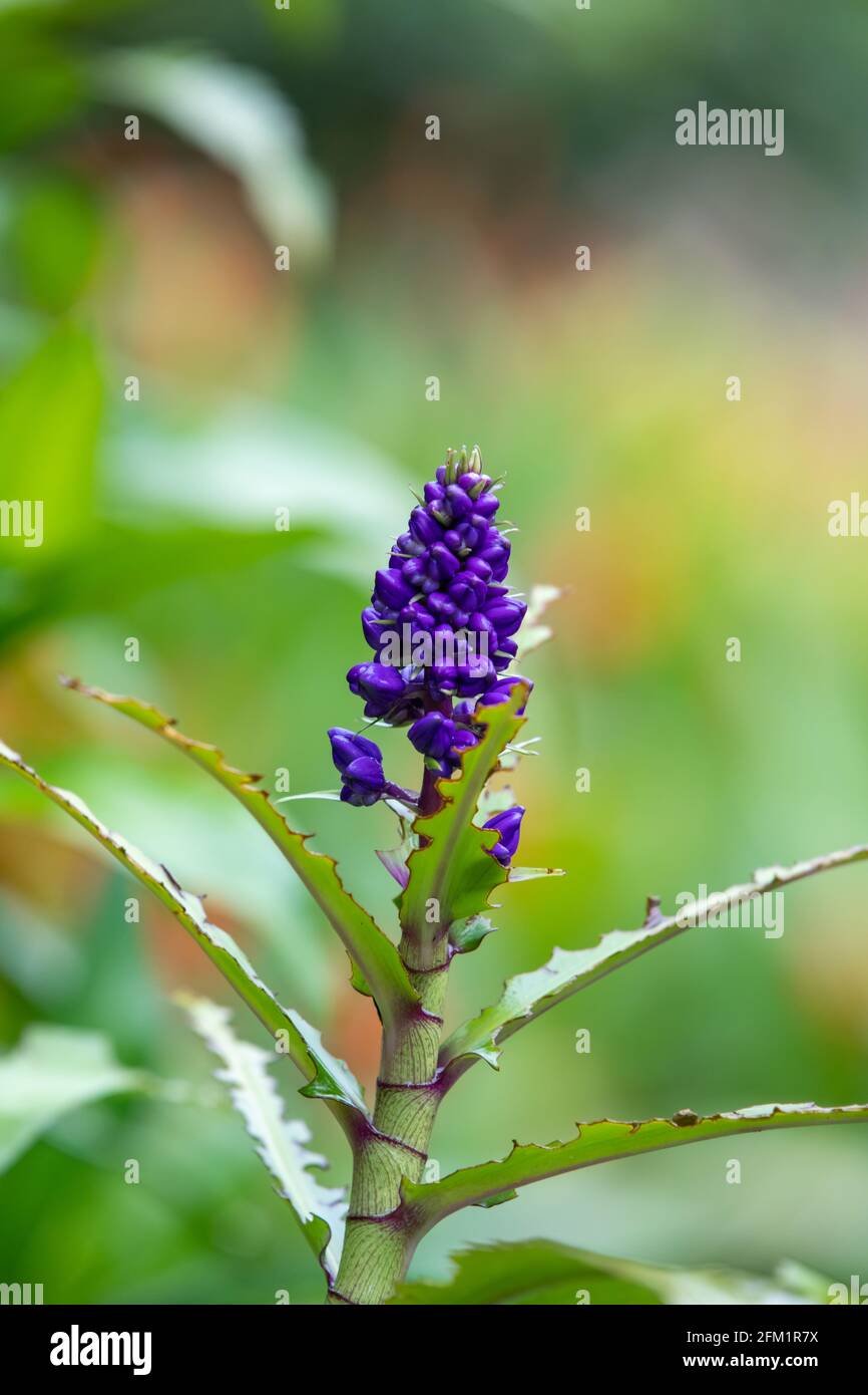 Purple Porterweed (Stachytarpheta frantzii) in Arenal region, Costa Rica, over lush green background Stock Photo