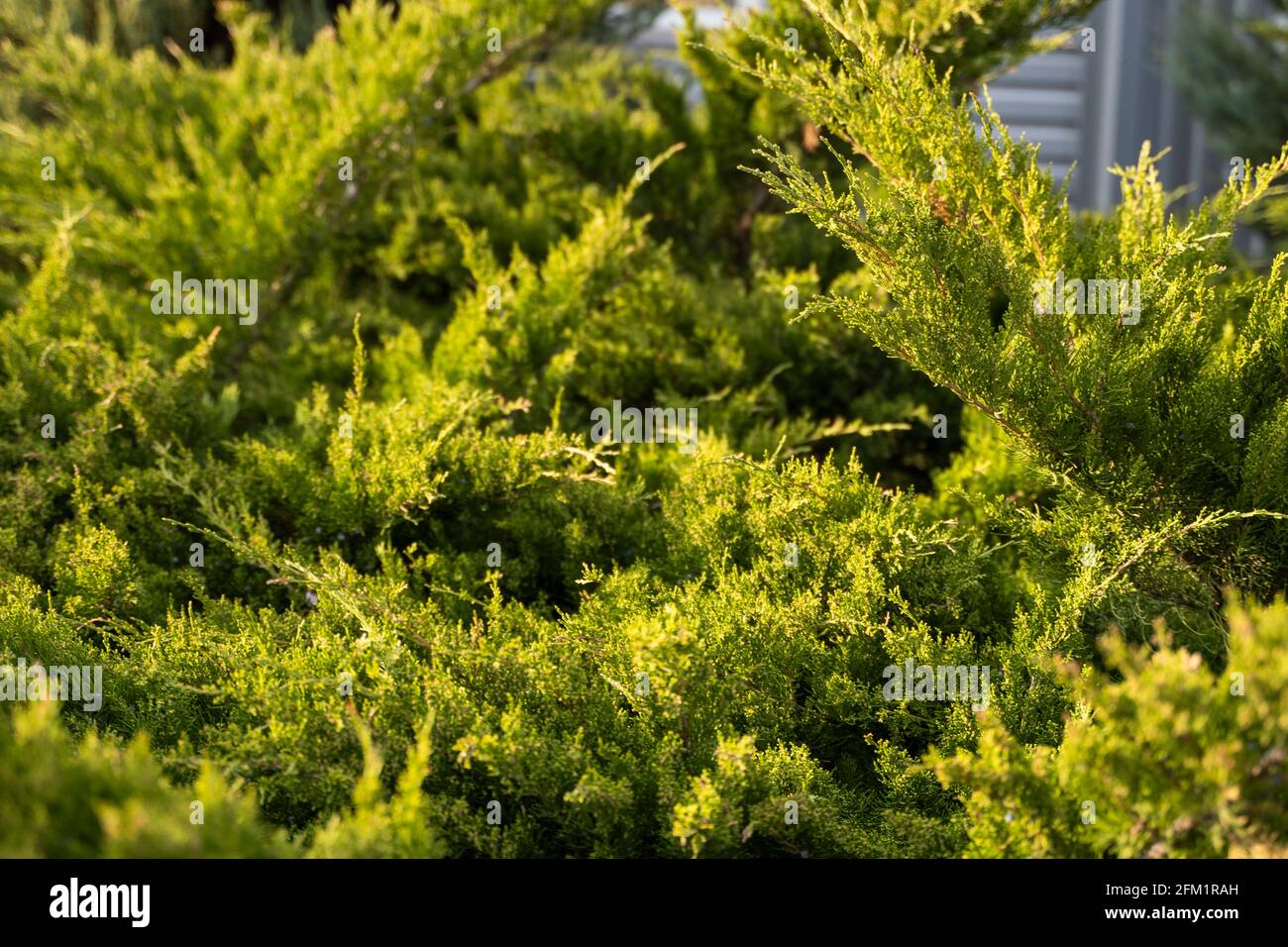 Green hedge of thuja trees. Closeup fresh green branches of thuja trees. Evergreen coniferous Tui tree. Nature, background. Stock Photo