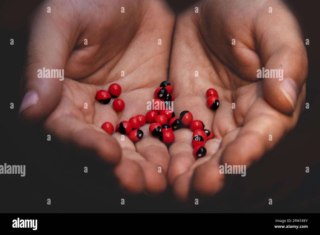 Group of small abrus precatorius beans in a person's palms Stock Photo