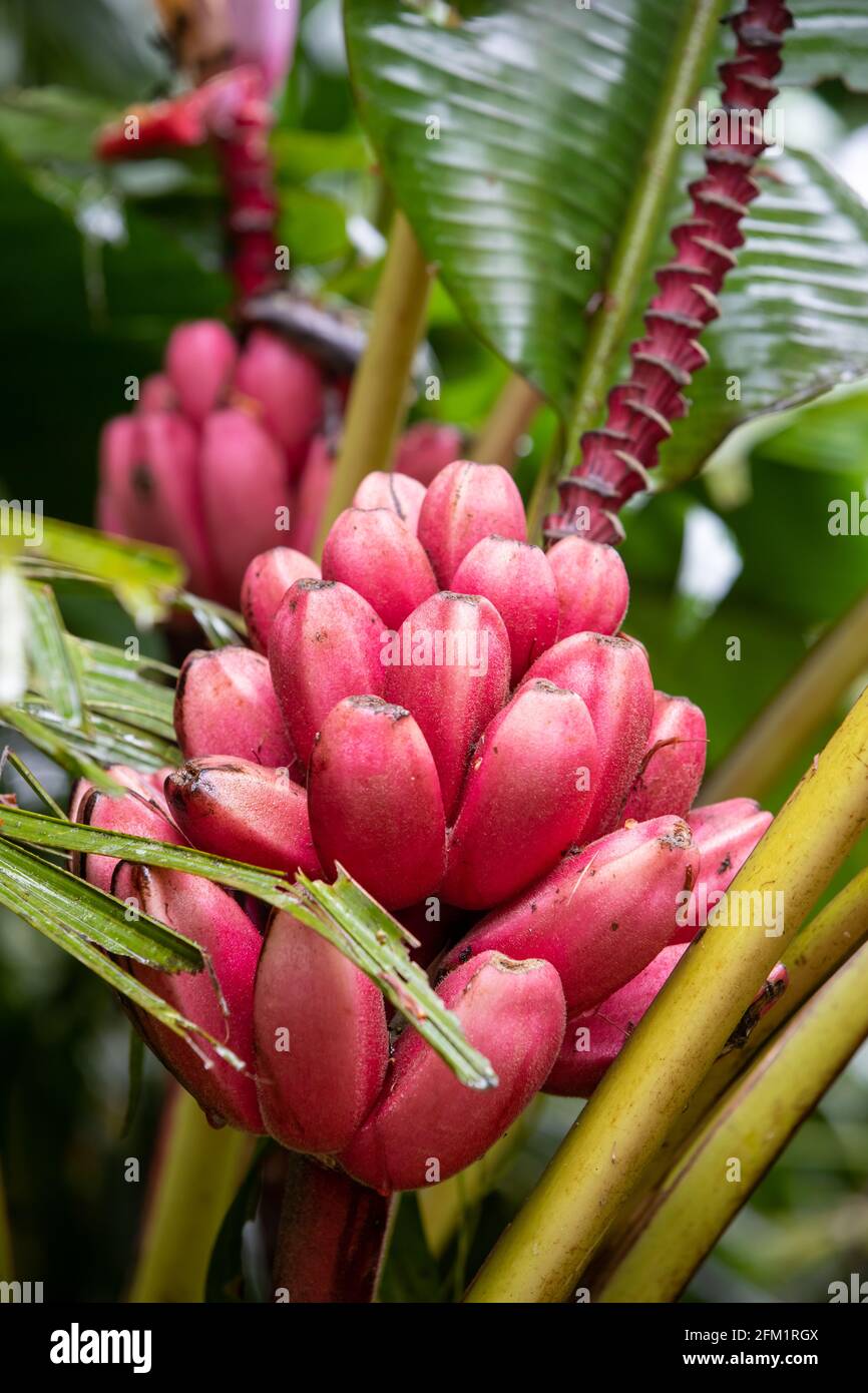 Musa velutina, the hairy or pink banana, is a diploid species of wild banana Stock Photo Alamy