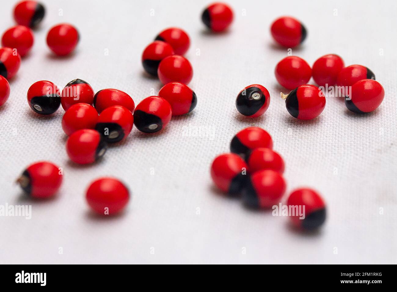Selective focus shot of bright red abrus precatorius beans on a white table Stock Photo
