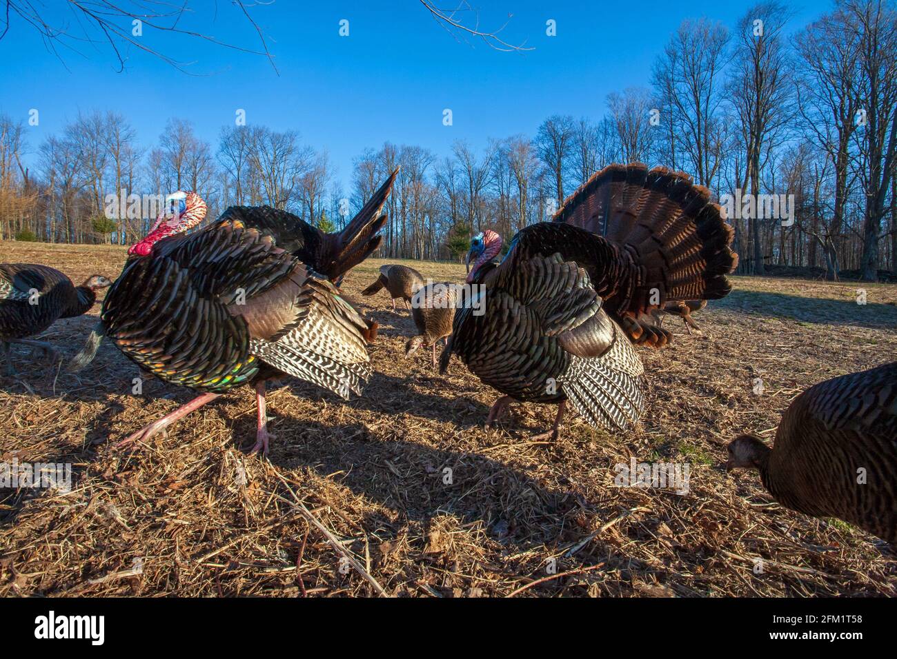 Wild Turkey feeding in an old field on a spring morning during mating season in Pennsylvania's Pocono Mountains. Stock Photo