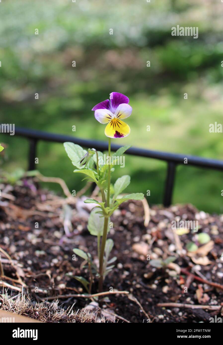 A Single Johnny Jump-Up Flower Stock Photo