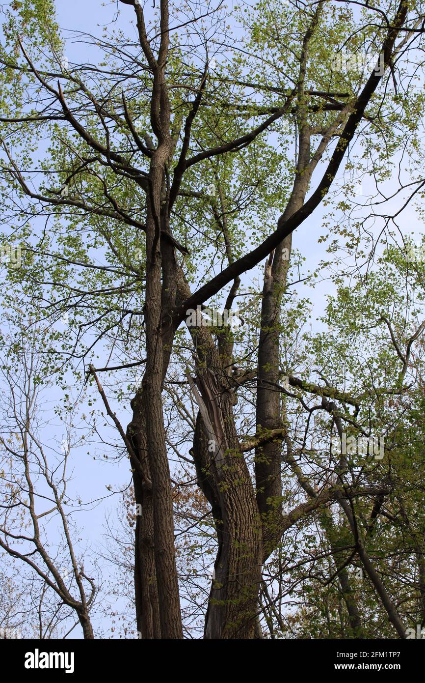 Tulip poplar hi-res stock photography and images - Alamy