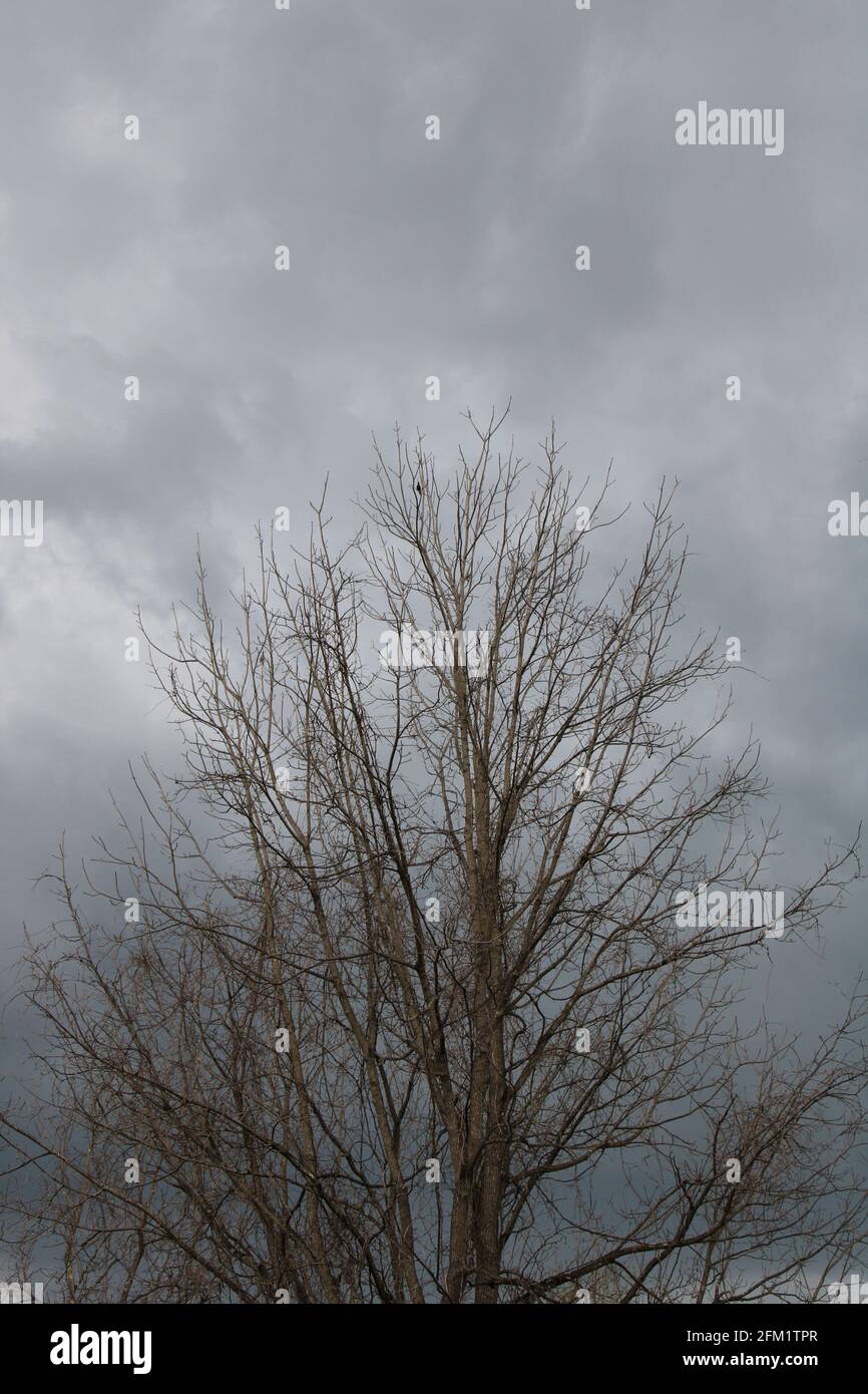Leafless sadness hi-res stock photography and images - Alamy