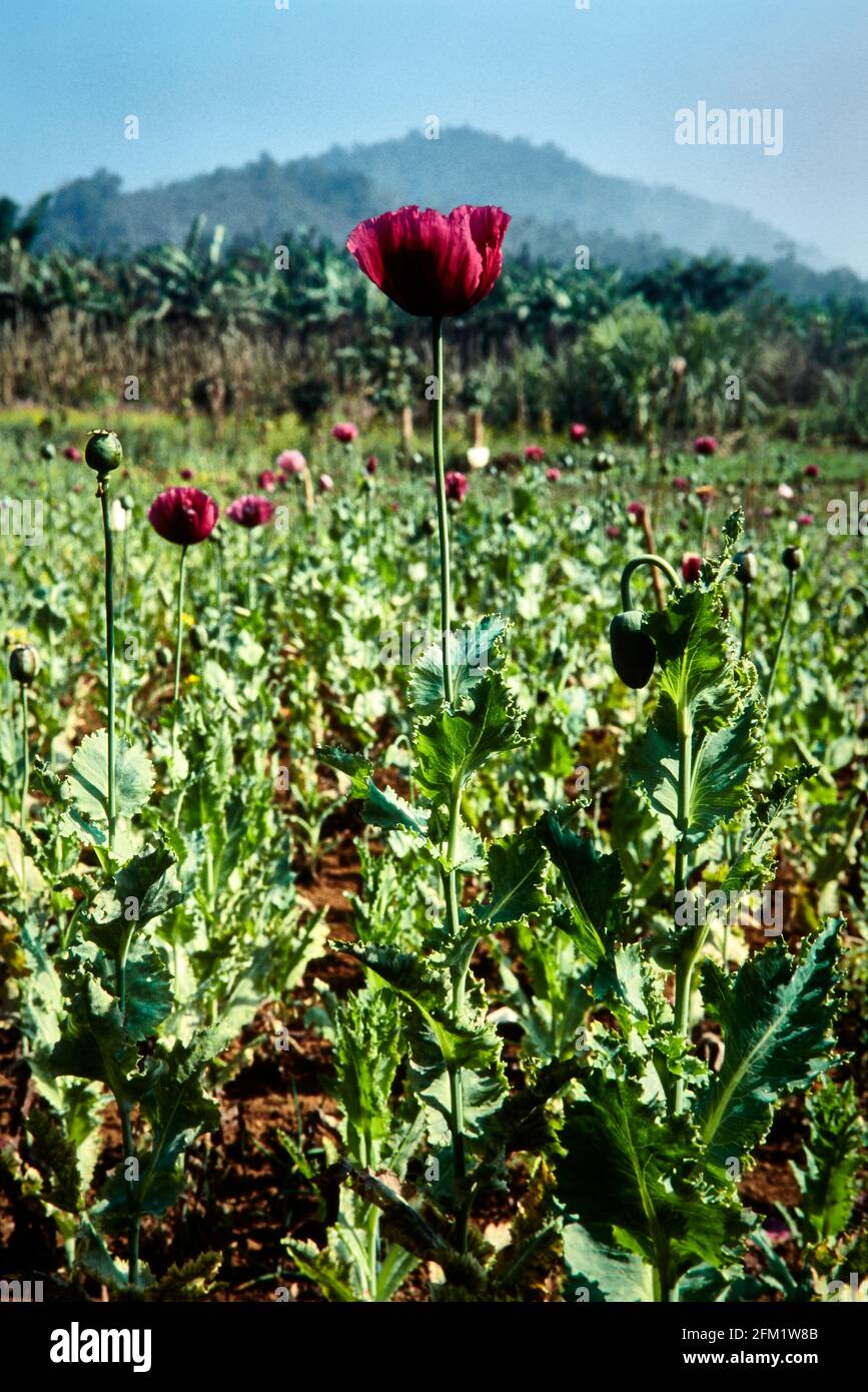 An opium poppy field in the Golden Triangle for the production of opium and heroin. 01/1997 - Christoph Keller Stock Photo