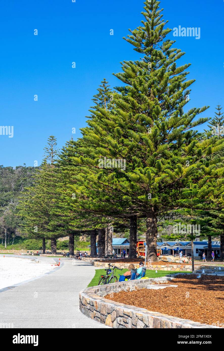 Norfolk pine trees  along Middleton Beach in King George Sound Albany Western Australia. Stock Photo