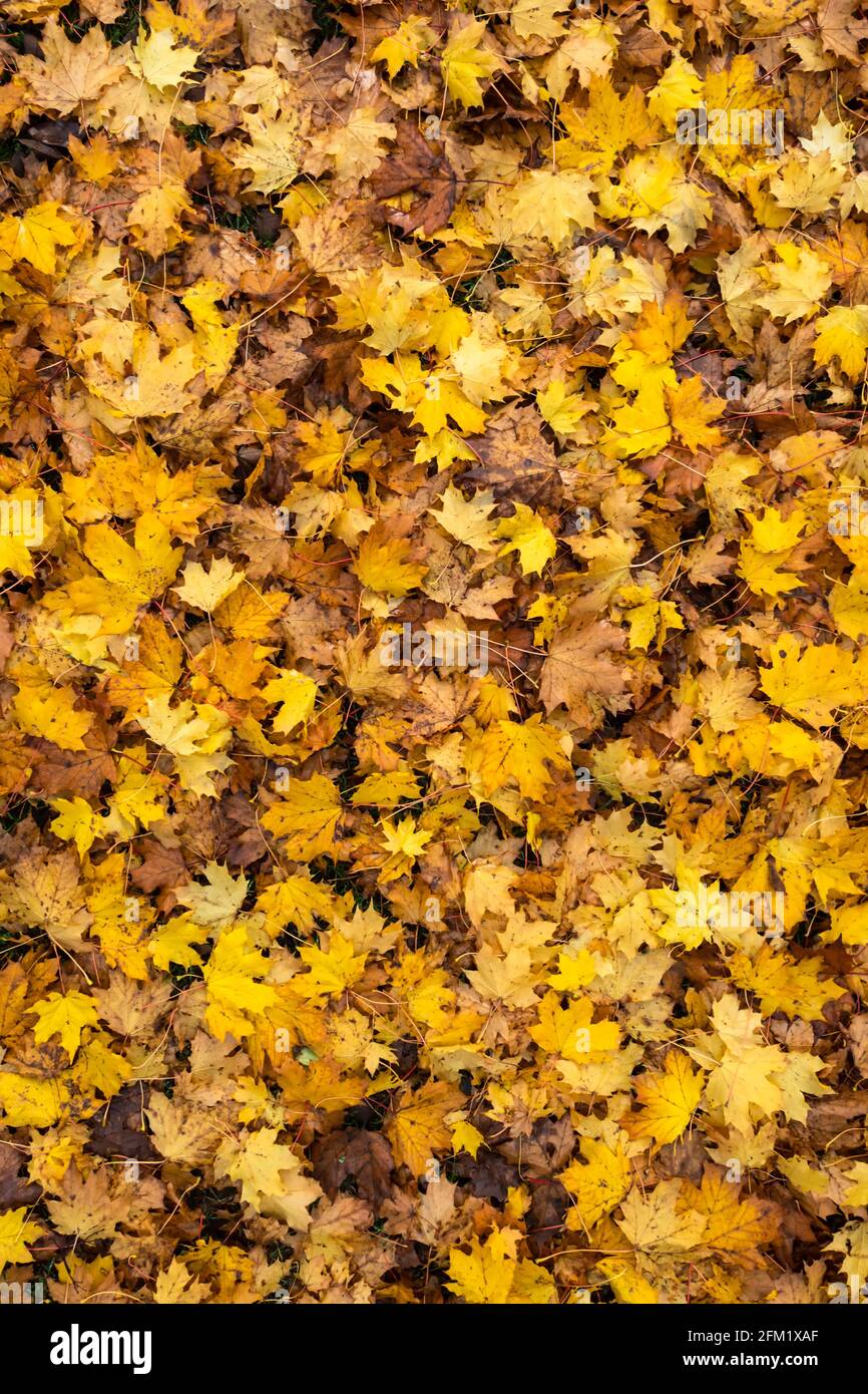 Forest floor texture abstract hi-res stock photography and images - Alamy