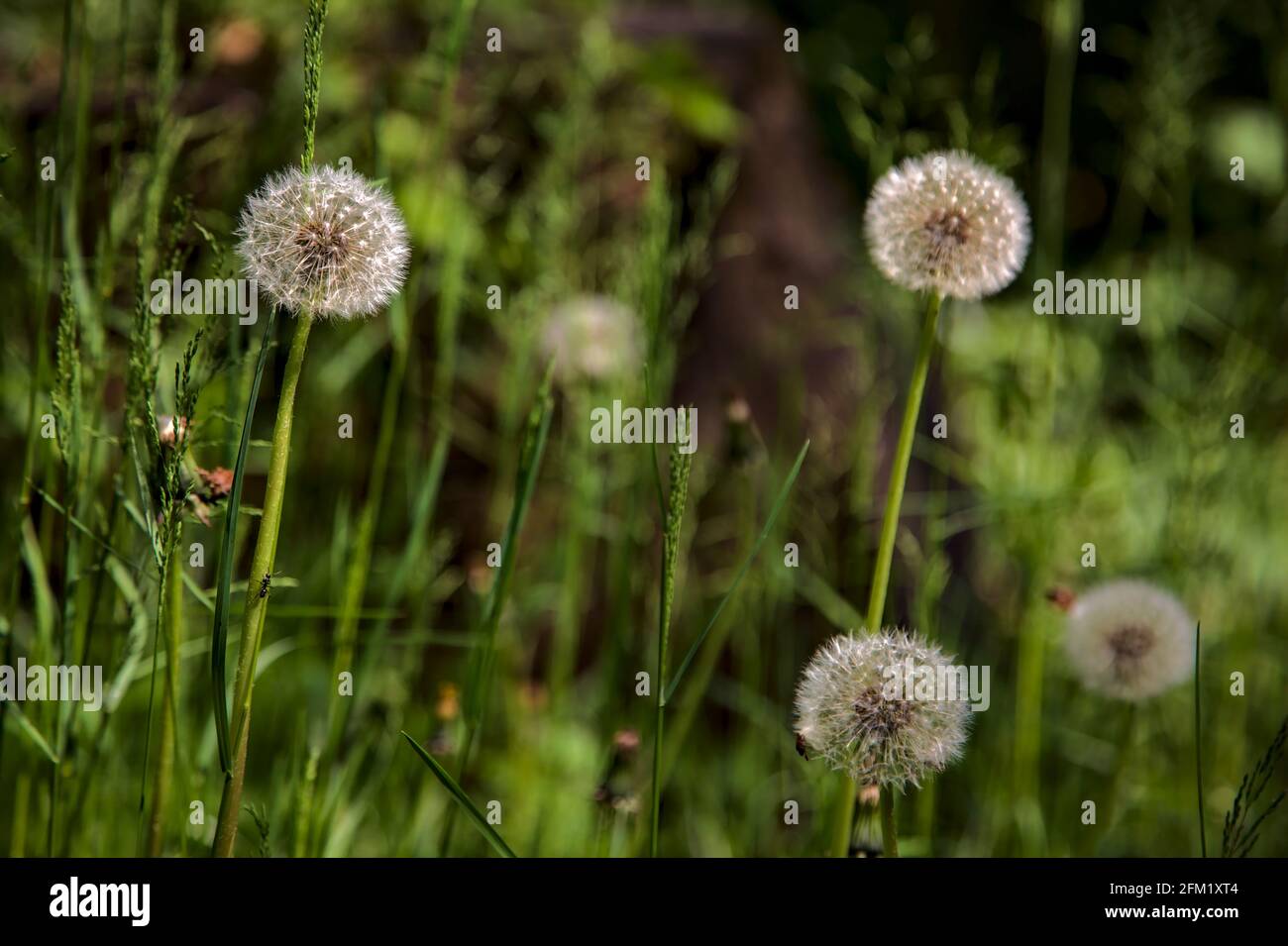Close up dandelions in summer hi-res stock photography and images - Alamy