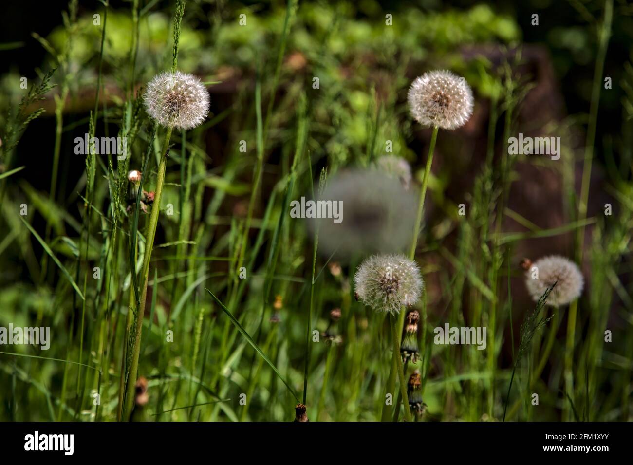 Dandelions in field close up hi-res stock photography and images - Alamy