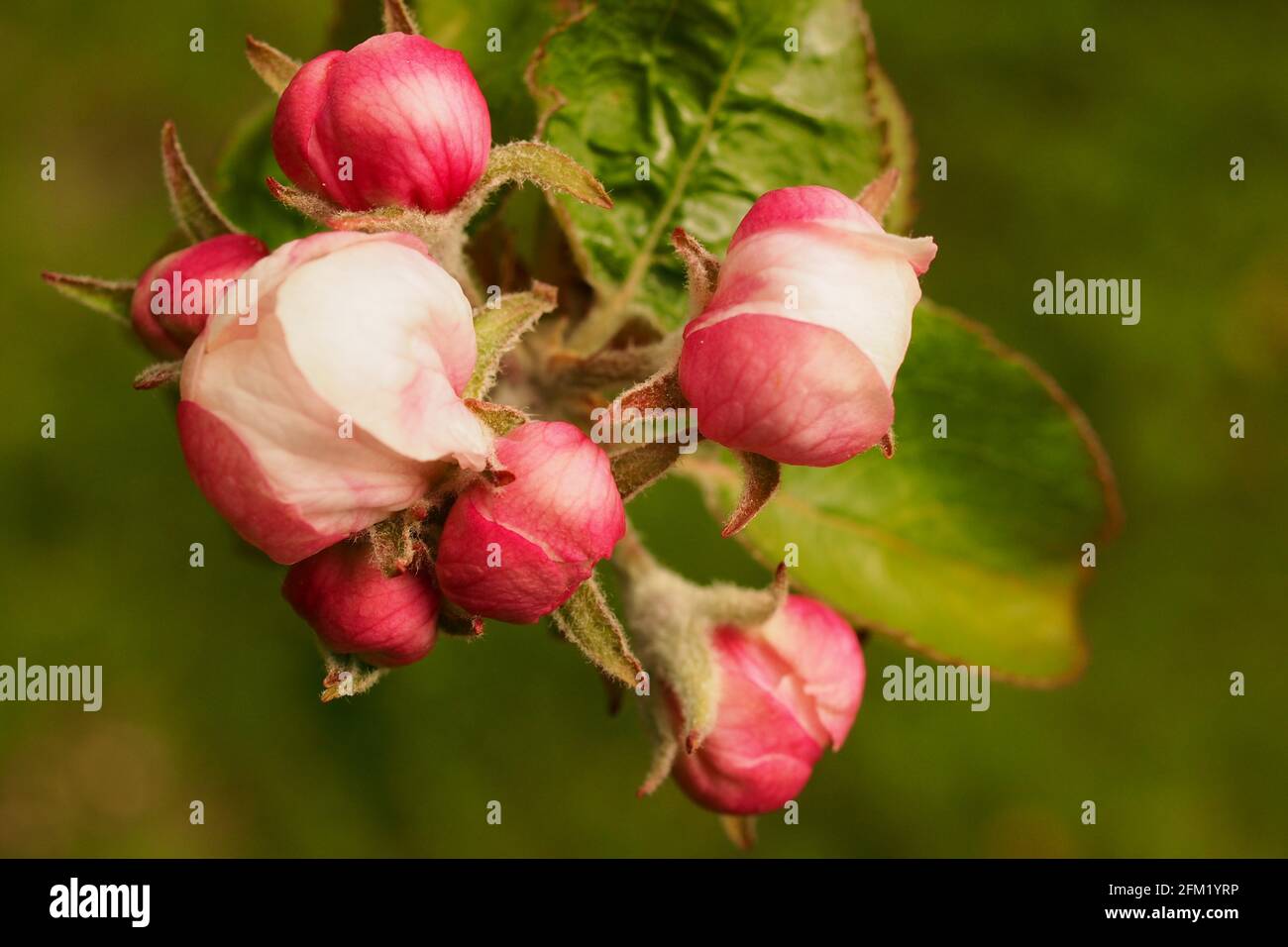 Apple tree buds hi-res stock photography and images - Alamy