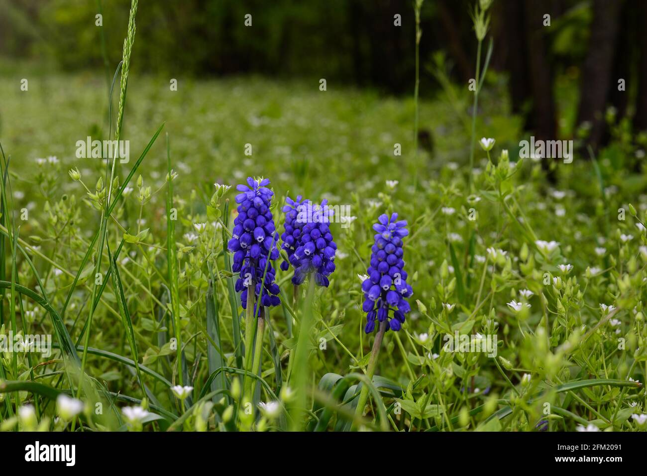 Purple blooming flower Mouse hyacinth in the garden. Spring season. Stock Photo