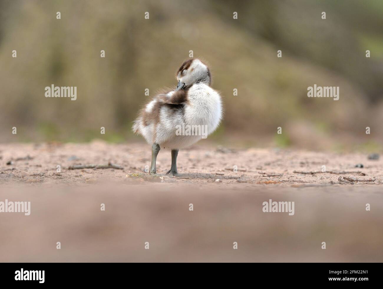 Nottingham, Nottinghamshire UK 28th Apr 2021. UK News. Egyptian Geese at Wollaton Park in Nottinghamshire. Alex Hannam/Alamy Live News Stock Photo