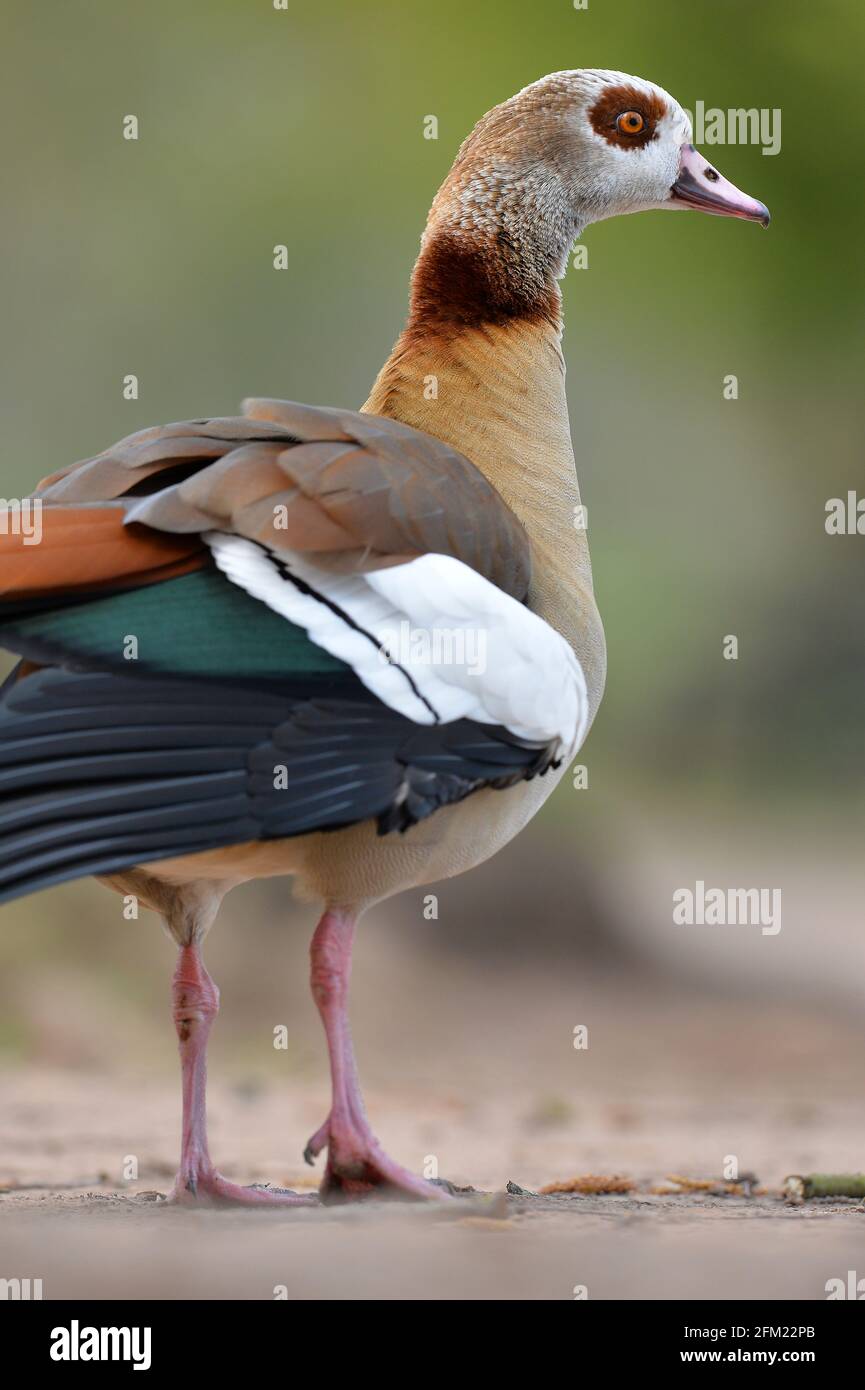 Nottingham, Nottinghamshire UK 28th Apr 2021. UK News. Egyptian Geese at Wollaton Park in Nottinghamshire. Alex Hannam/Alamy Live News Stock Photo