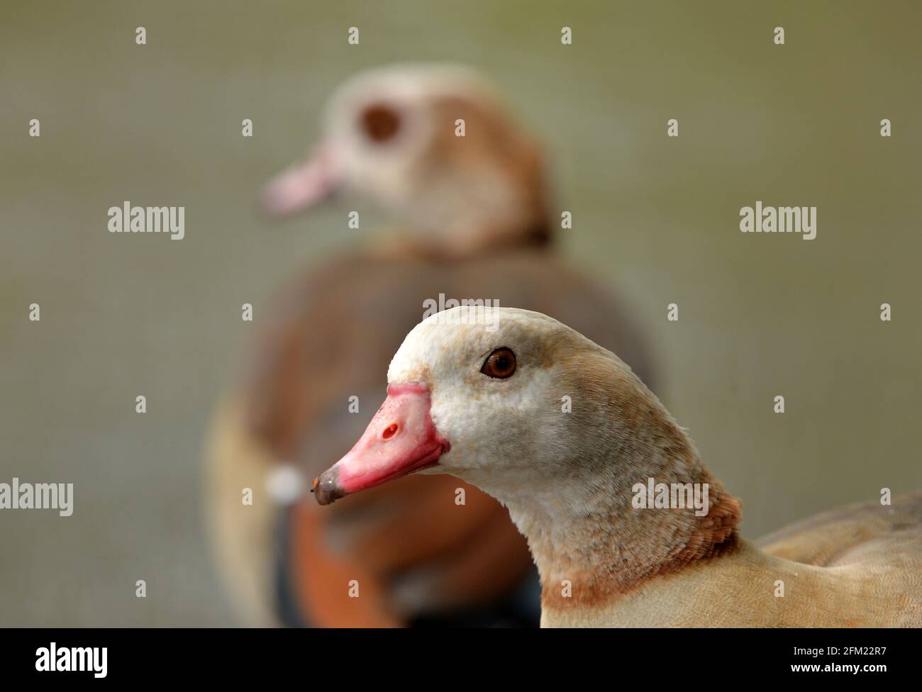 Nottingham, Nottinghamshire UK 28th Apr 2021. UK News. Egyptian Geese at Wollaton Park in Nottinghamshire. Alex Hannam/Alamy Live News Stock Photo
