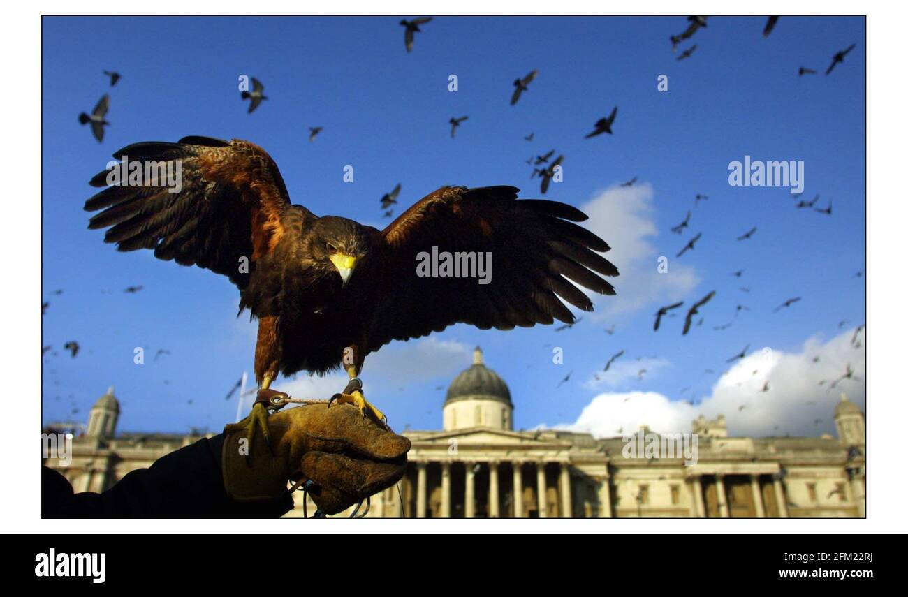 Save the Pigeons of Trafalgar Square demo.....one of the Harris Hawks used to frighten the Pigeons awaypic David Sandison 19/11/2002 Stock Photo