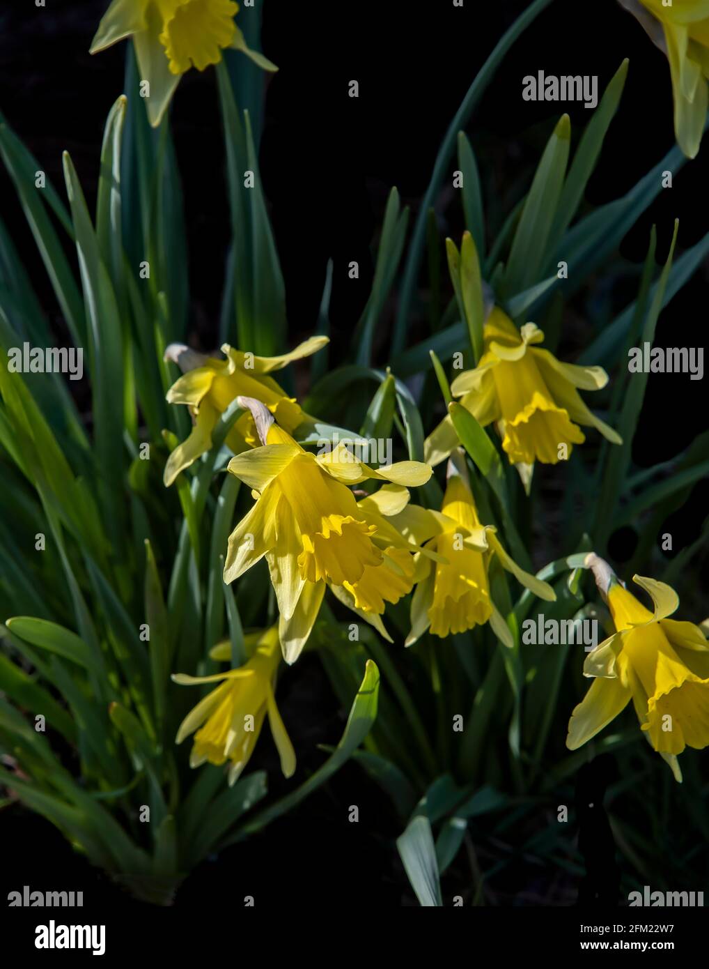 Cluster of yellow daffodil flowers on a dark background Stock Photo