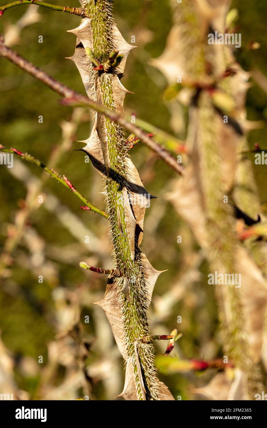 Rosa Sericea (subsp. Omeiensis), showing thorny stems and structure Stock Photo