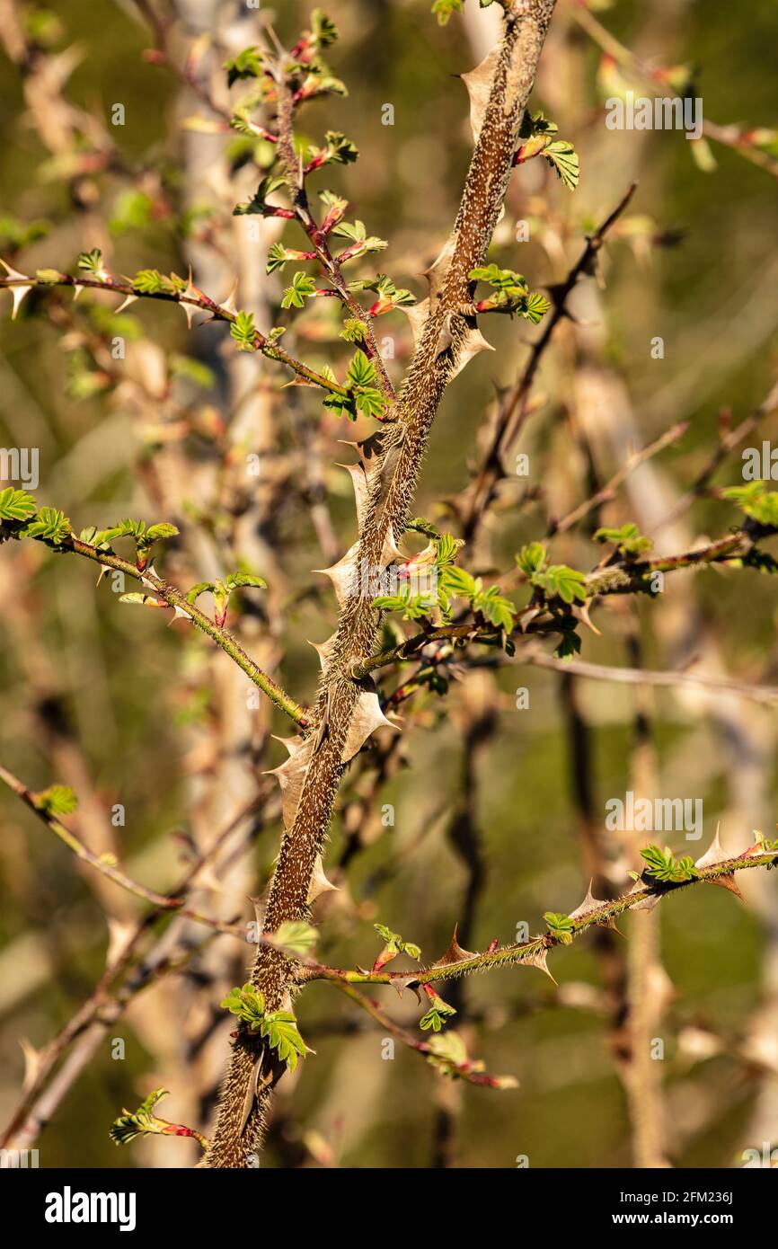 Rosa Sericea (subsp. Omeiensis), showing thorny stems and structure Stock Photo