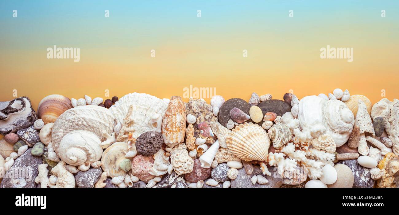 seashell on yellow and blue background Stock Photo