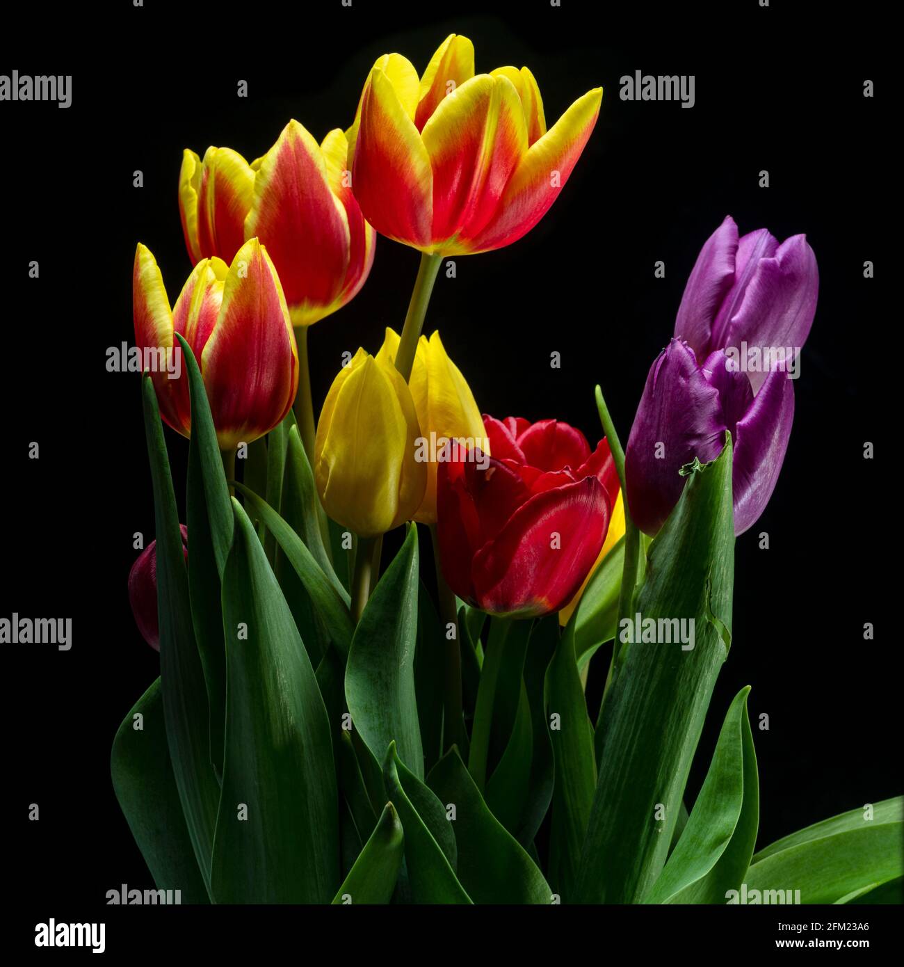 Purple tulip elegance hi-res stock photography and images - Alamy