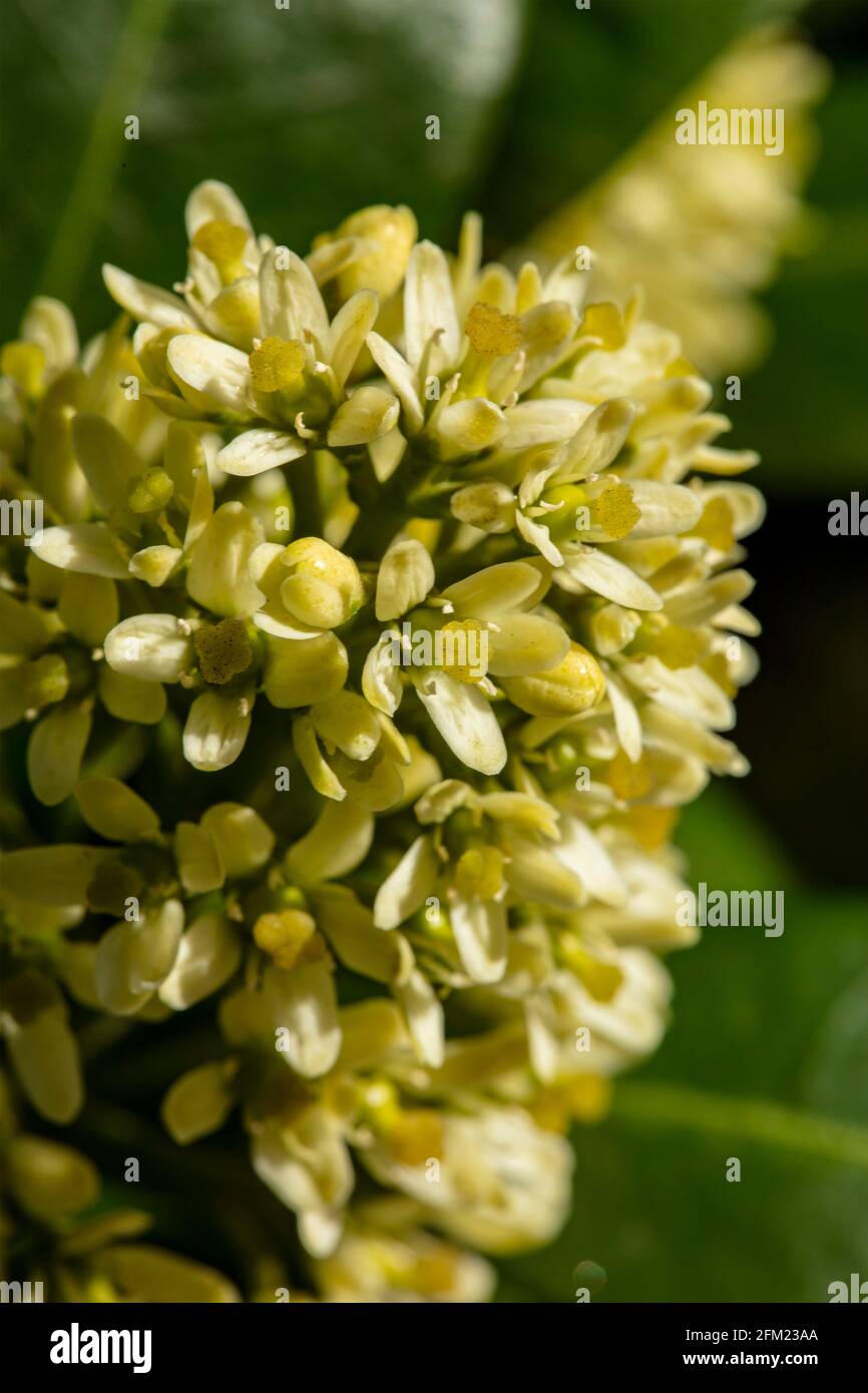 Skimmia flowers in close-up, background patterns and textures in nature Stock Photo