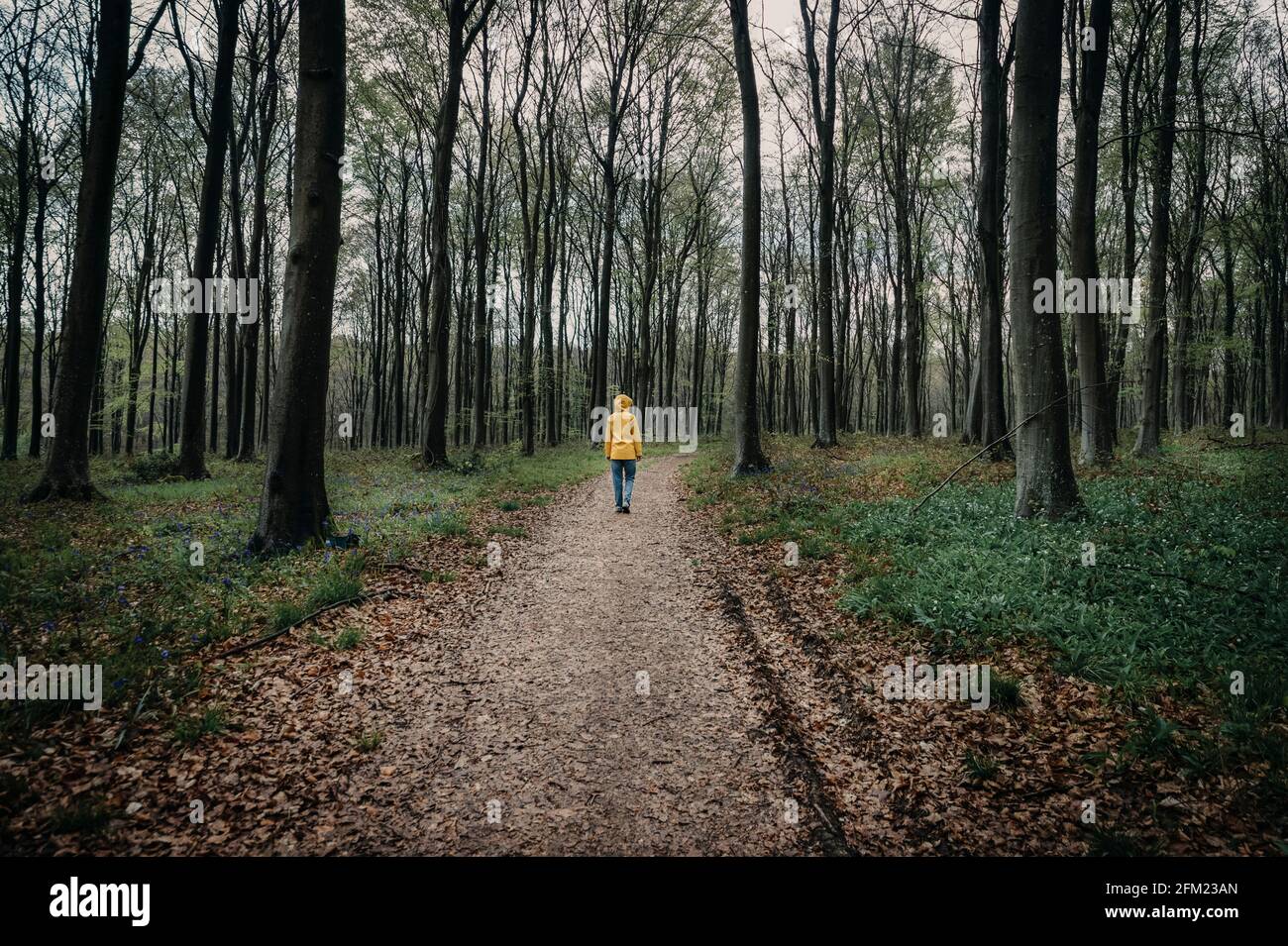 rear view of a woman wearing a yellow coat walking along a track in a forest. gloomy. Stock Photo