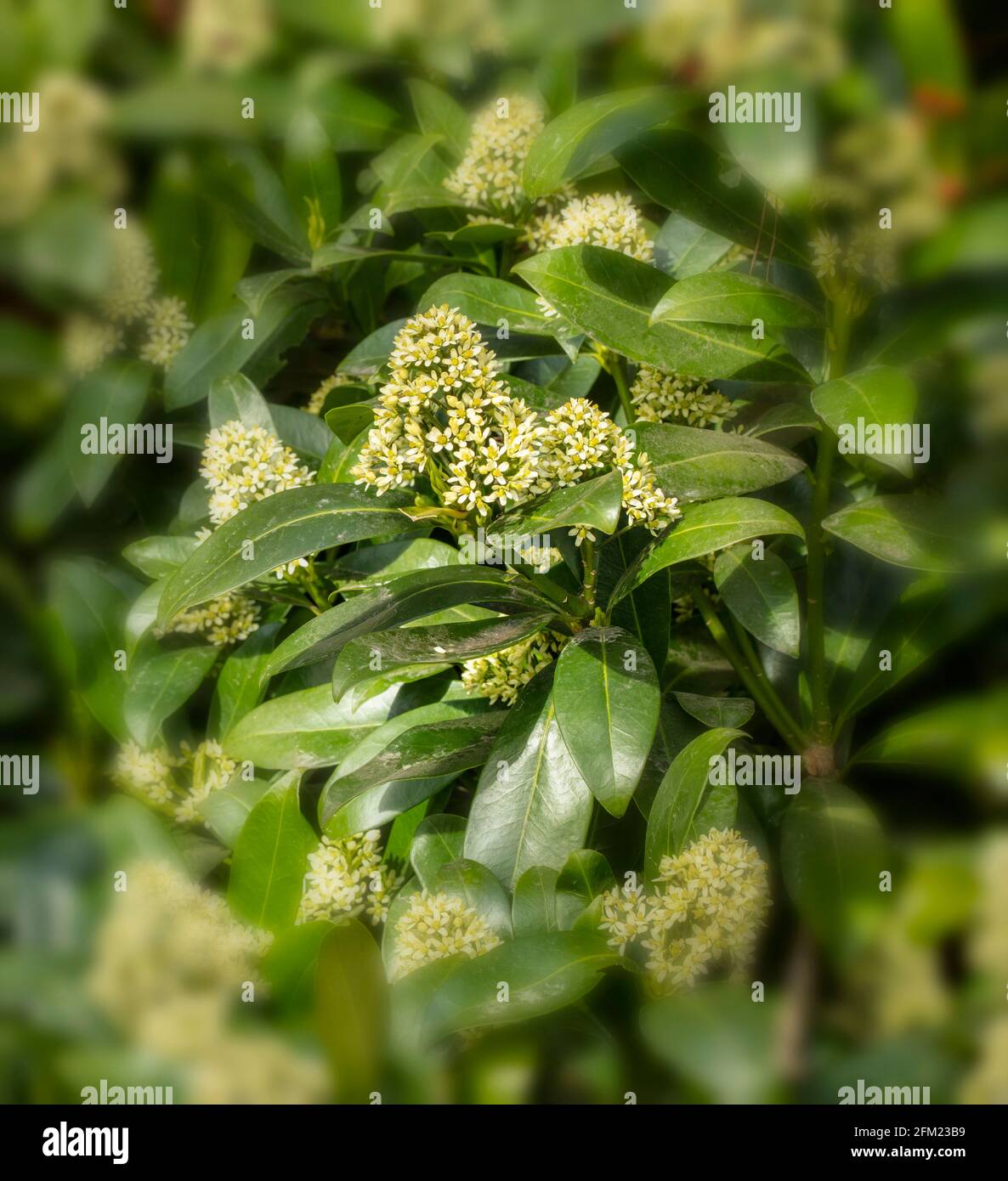 Skimmia flowers in close-up, background patterns and textures in nature Stock Photo