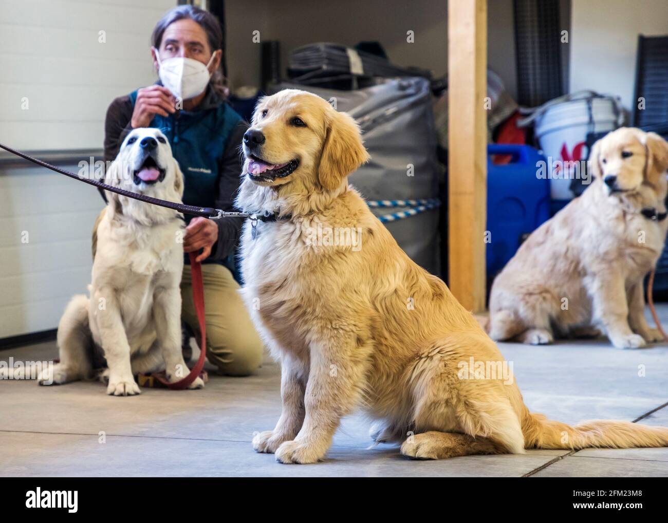 Training obedience class for Golden Retriever puppies. Stock Photo