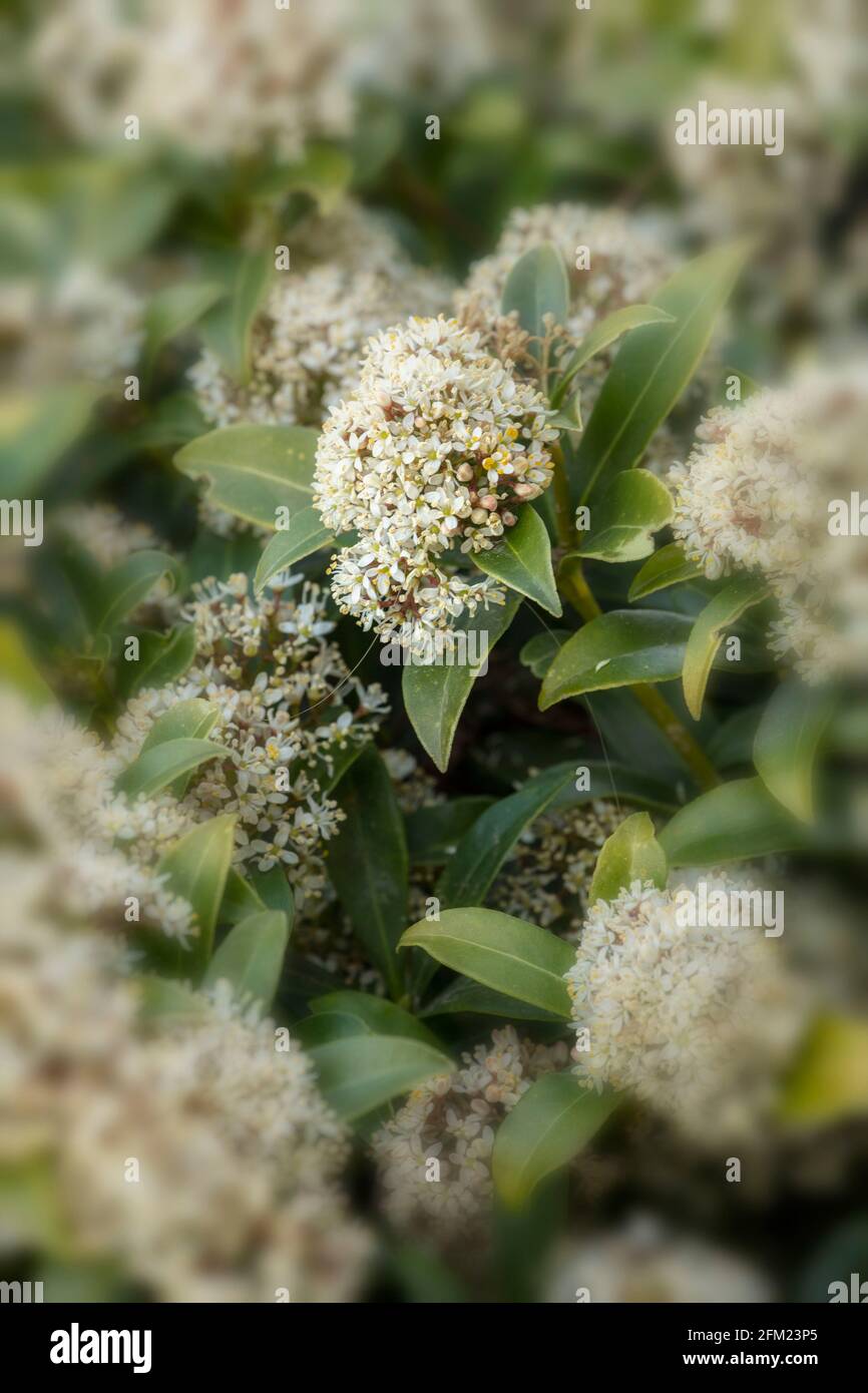 Flowering Skimmia Japonica – Godries Dwarf in spring sunshine Stock Photo