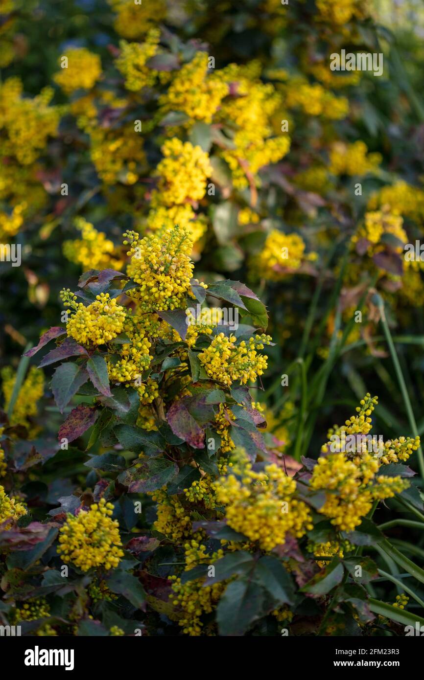 Mahonia aquifolium 'Apollo', Oregon grape 'Apollo', massed yellow flowers and foliage Stock Photo