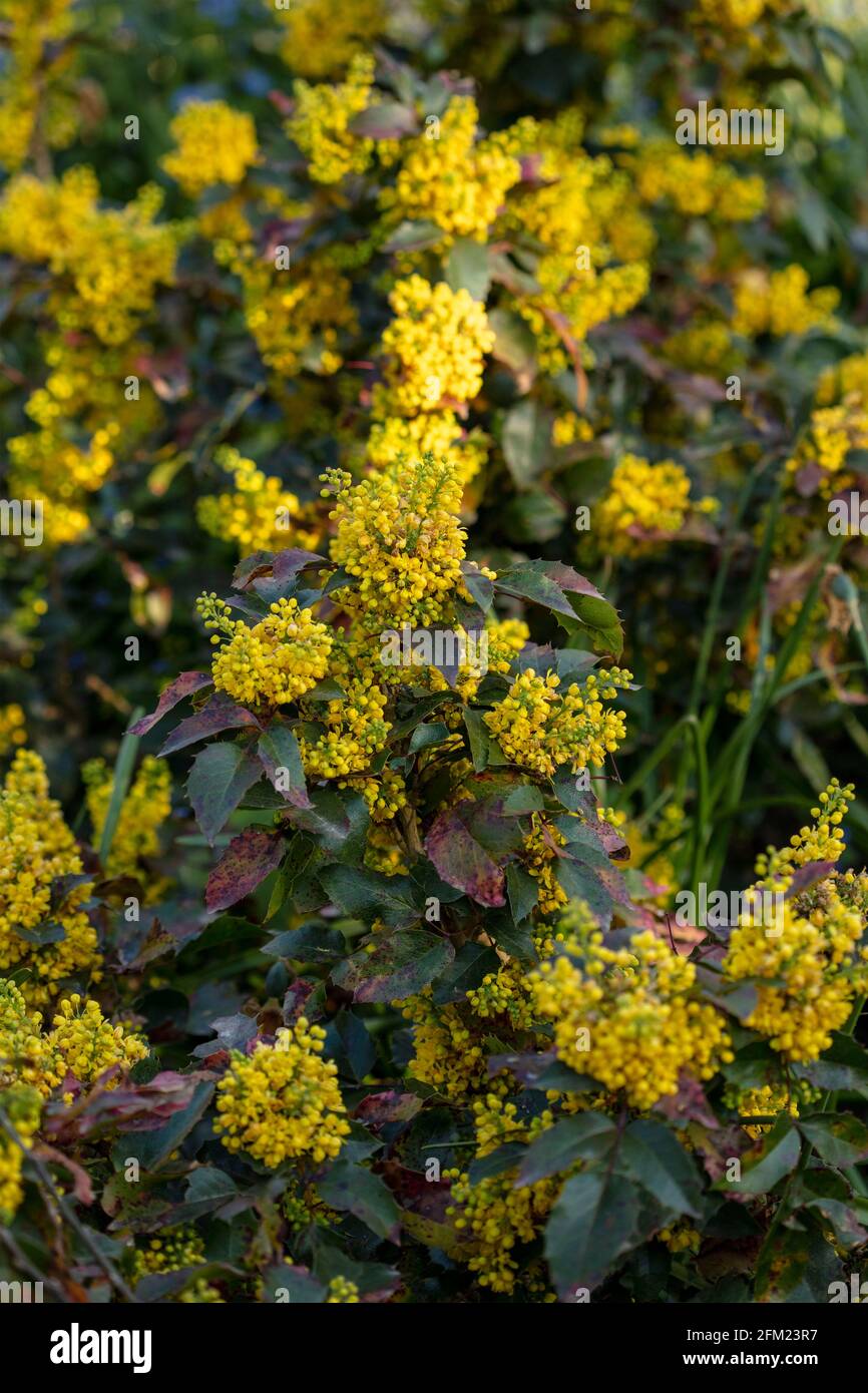 Mahonia aquifolium 'Apollo', Oregon grape 'Apollo', massed yellow flowers and foliage Stock Photo