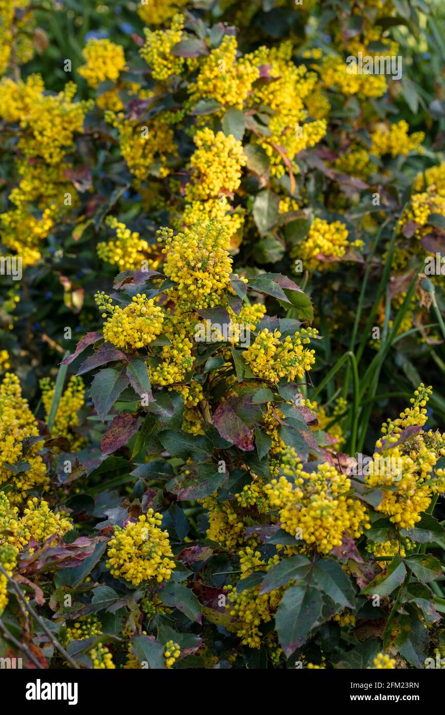 Mahonia aquifolium 'Apollo', Oregon grape 'Apollo', massed yellow flowers and foliage Stock Photo