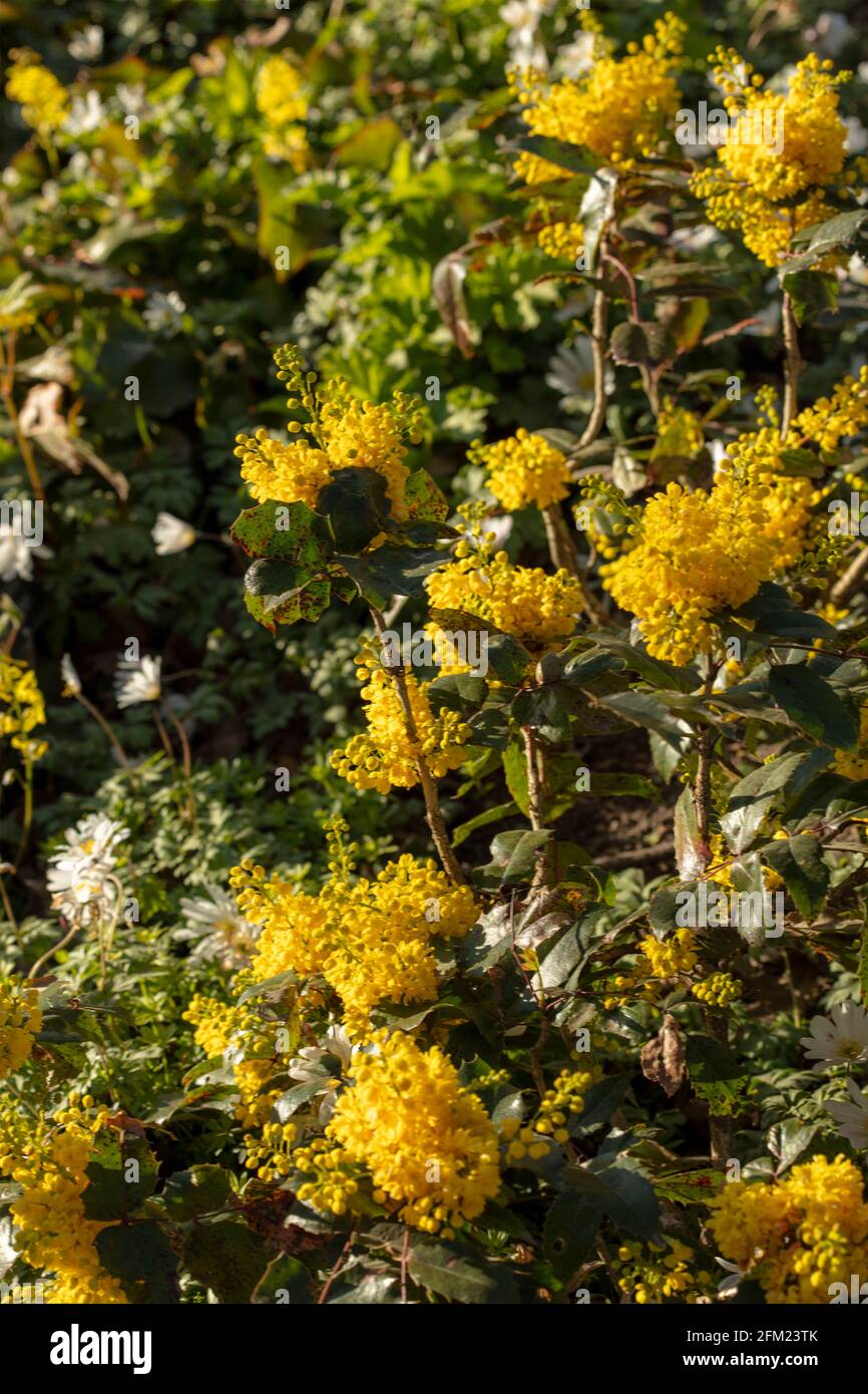 Mahonia aquifolium 'Apollo', Oregon grape 'Apollo' with dense clusters of yellow flowers Stock Photo
