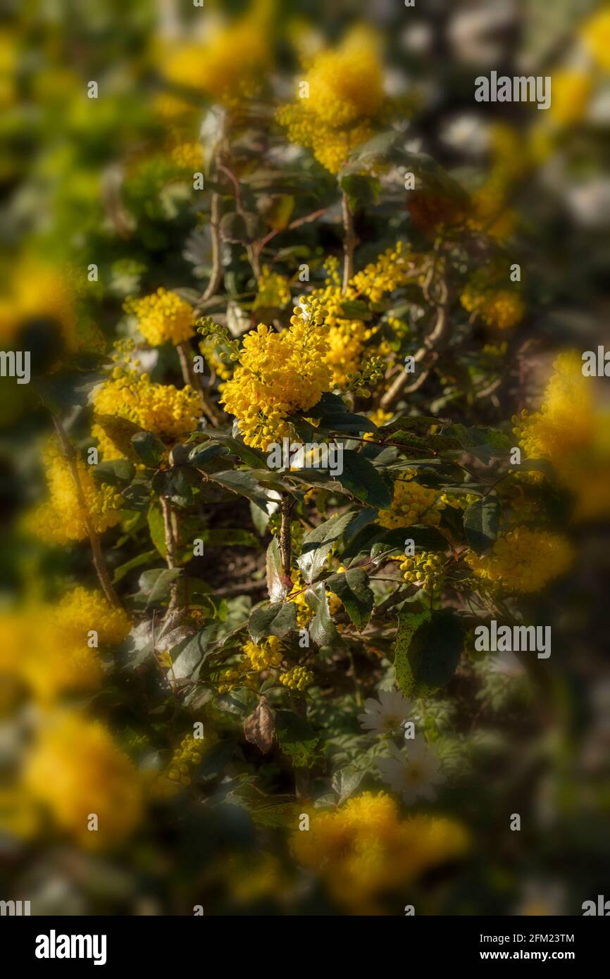 Mahonia aquifolium 'Apollo', Oregon grape 'Apollo' with dense clusters of yellow flowers Stock Photo