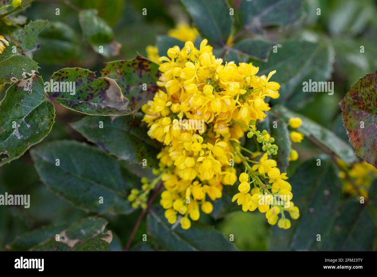 Mahonia aquifolium 'Apollo', Oregon grape 'Apollo' with dense clusters of yellow flowers Stock Photo