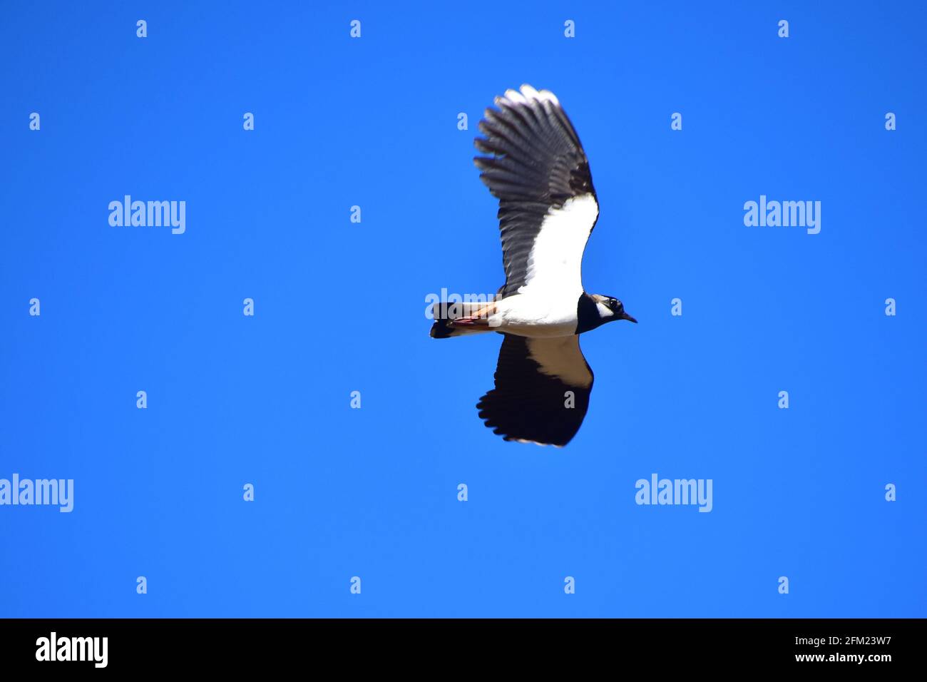 Lapwing in flight hi-res stock photography and images - Alamy