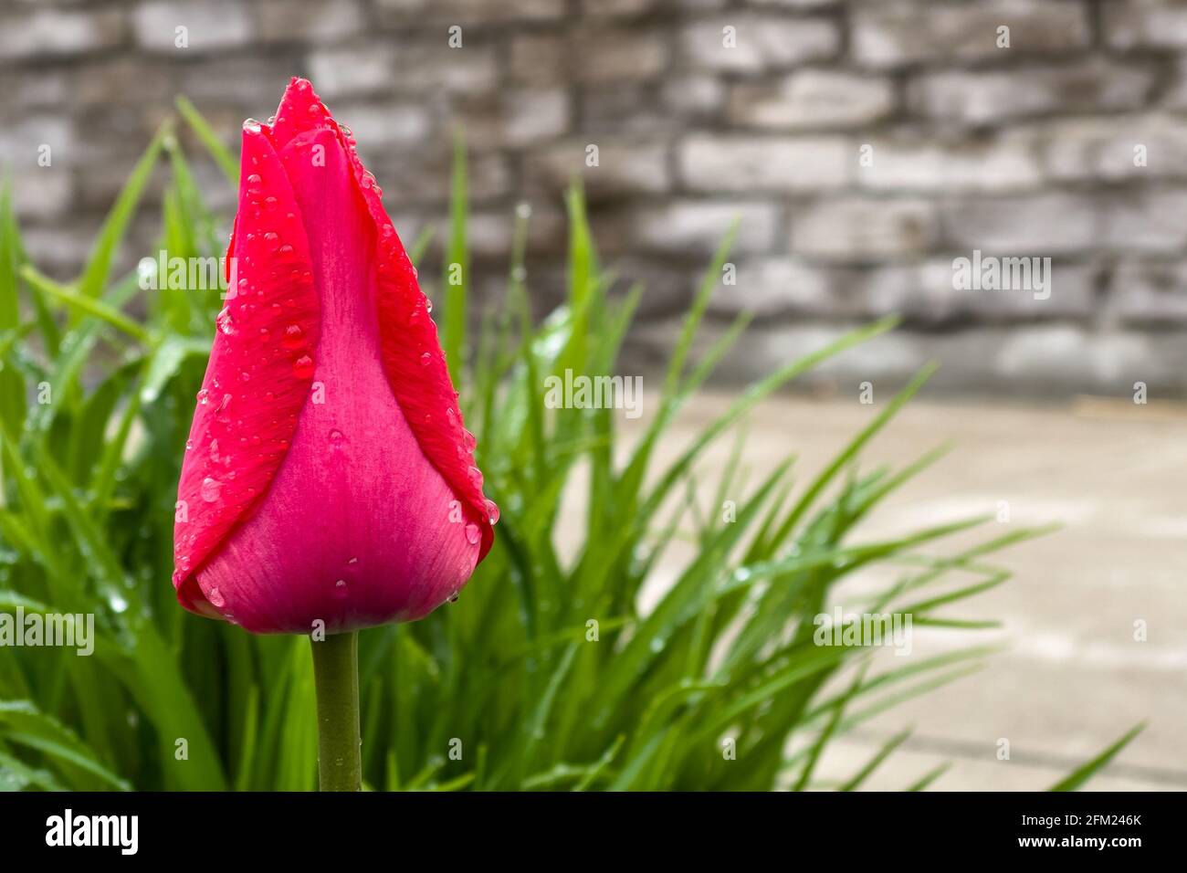 tulip flower in Toronto, Canada Stock Photo