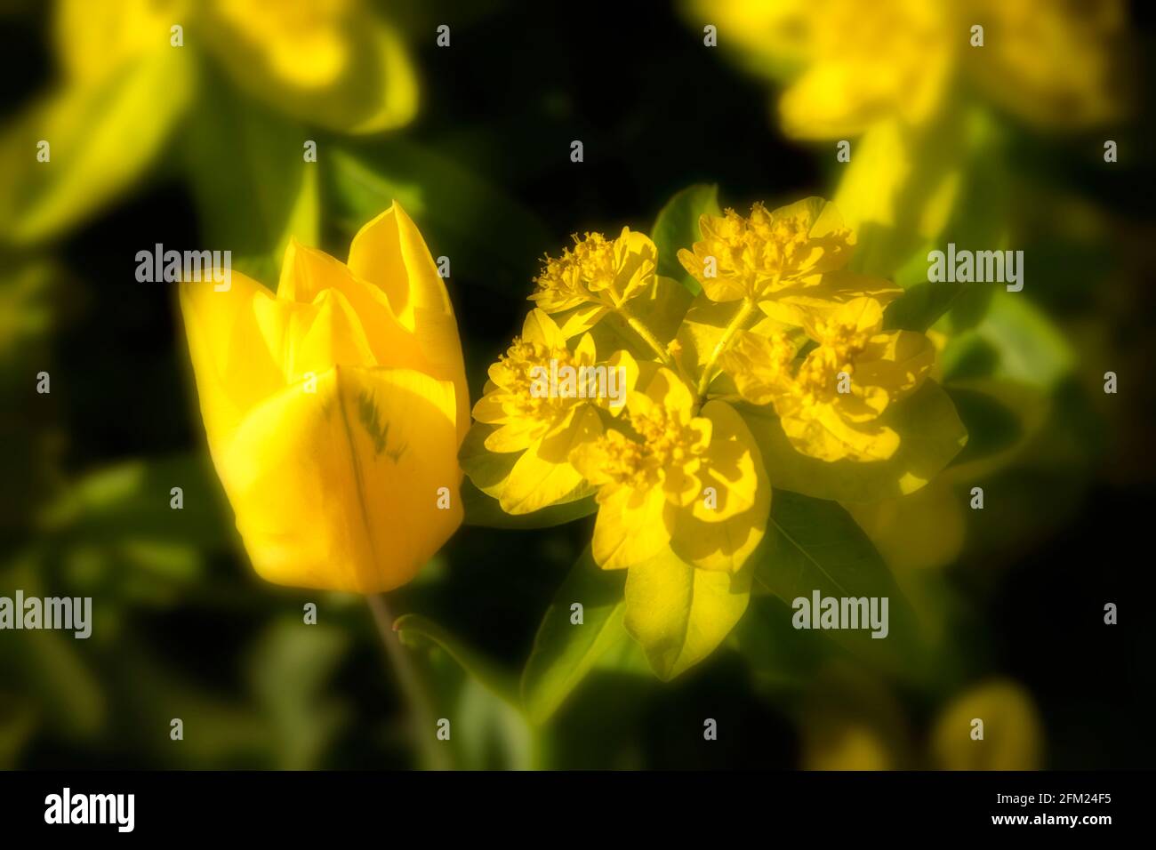 Yellow spring flowers, Tulipa Strong Gold and Euphorbia Epaithymoides
