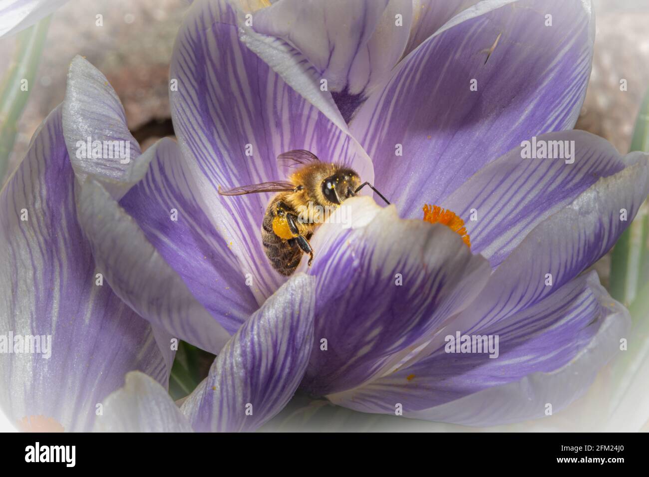 Macro wet bee on hi-res stock photography and images - Alamy