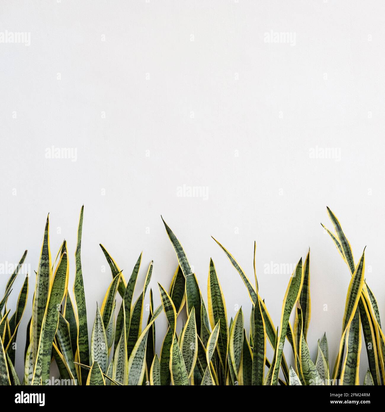 Snake plant on white concrete wall background, copy space for text Stock  Photo - Alamy