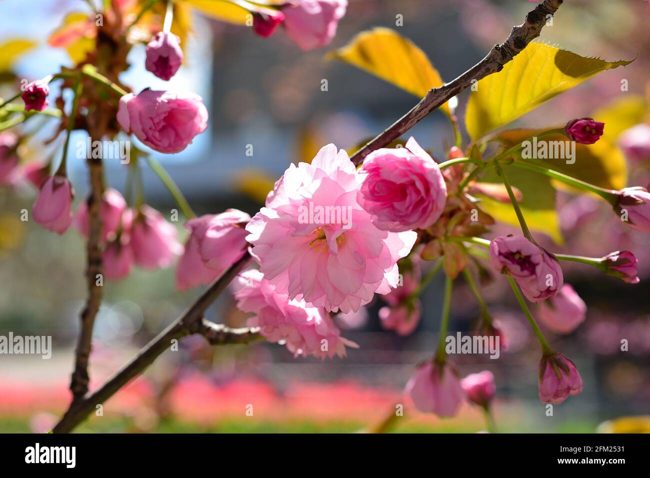 Beautiful cherry blossom sakura in spring time over blue sky Stock ...