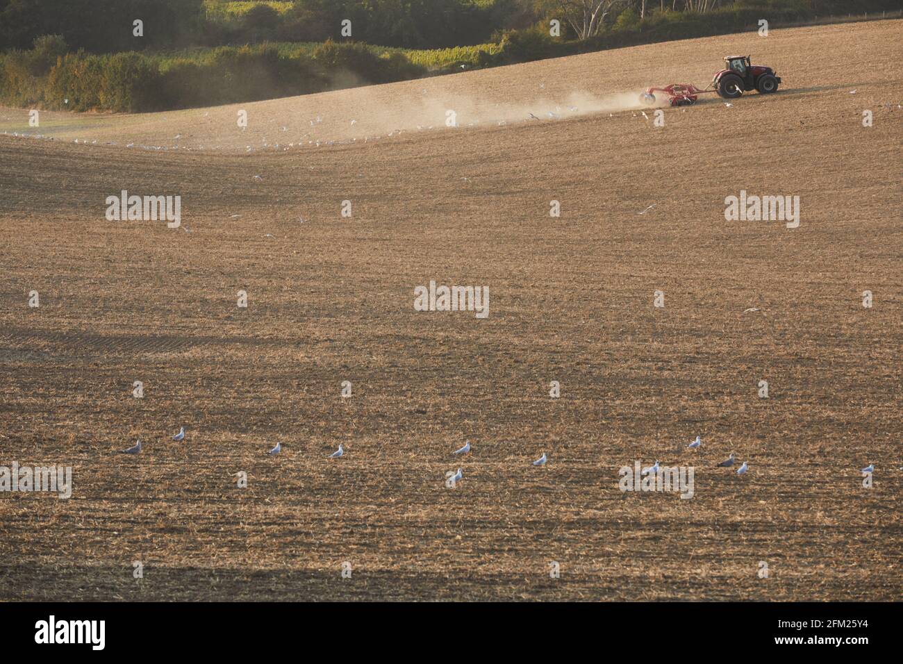 Tractor ploughing fields on the Kent Downs, nr Hawkinge, Kent, England Stock Photo