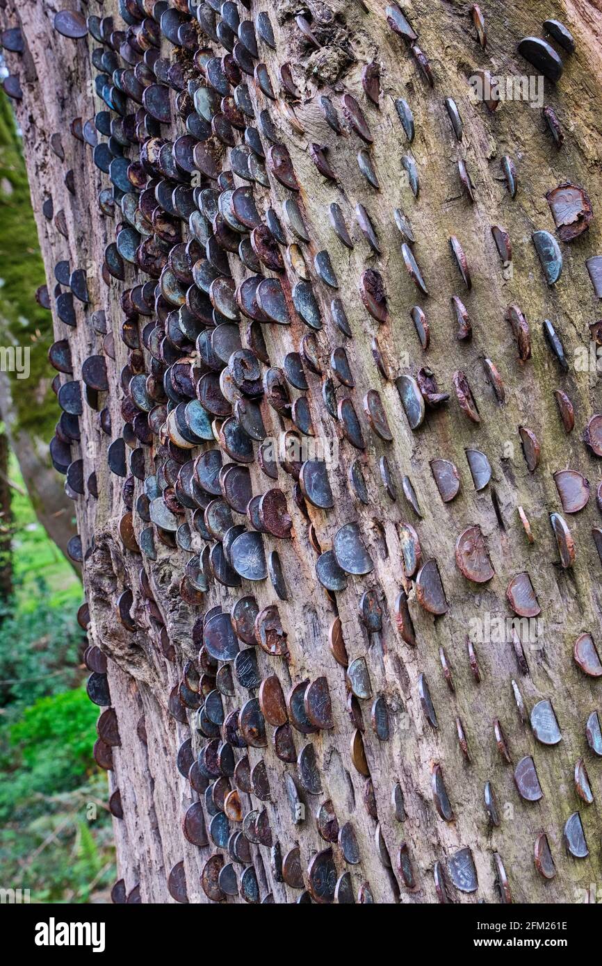 Rusty coins hammered into a tree trunk at Colby Woodland Gardens, near Amroth, Pembrokeshire, Wales Stock Photo