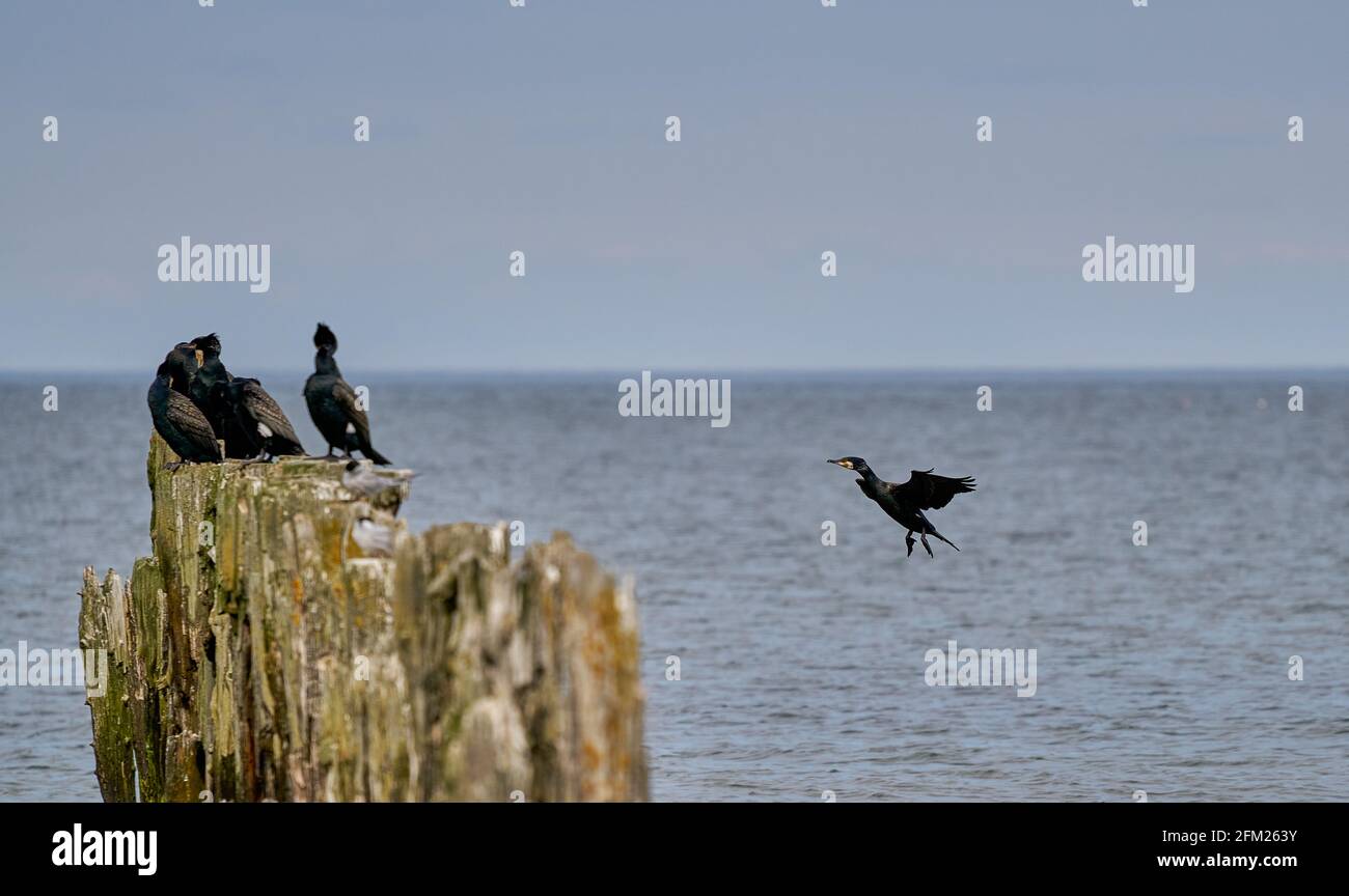 Old wrecked pier in sun dappled water with seawall on horizon and perched birds Stock Photo