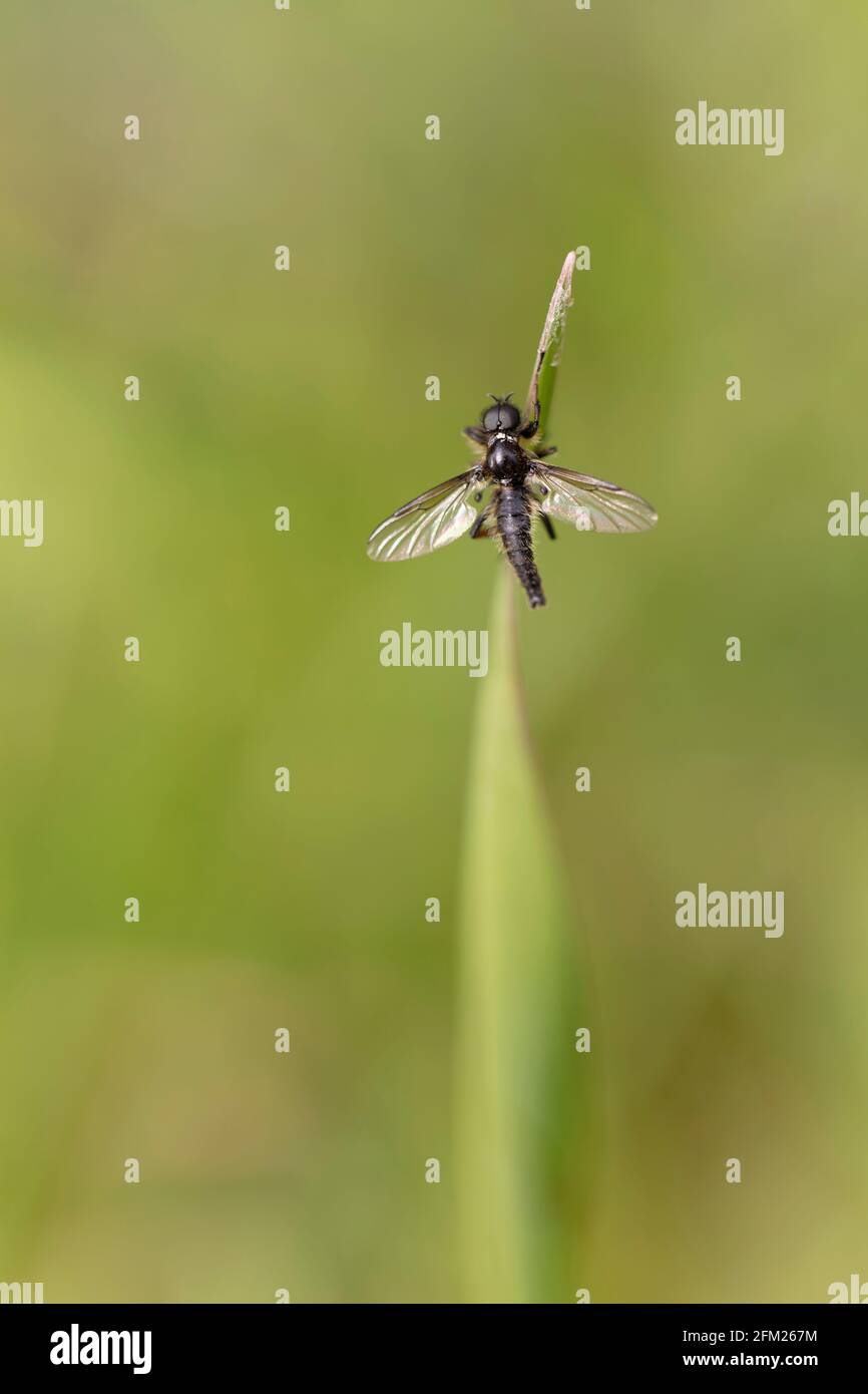 March fly or lovebug Bibio lanigerus perched on grass Stock Photo