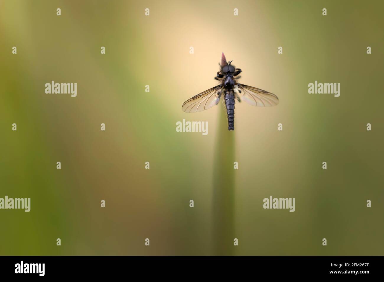 March fly or lovebug Bibio lanigerus perched on grass Stock Photo