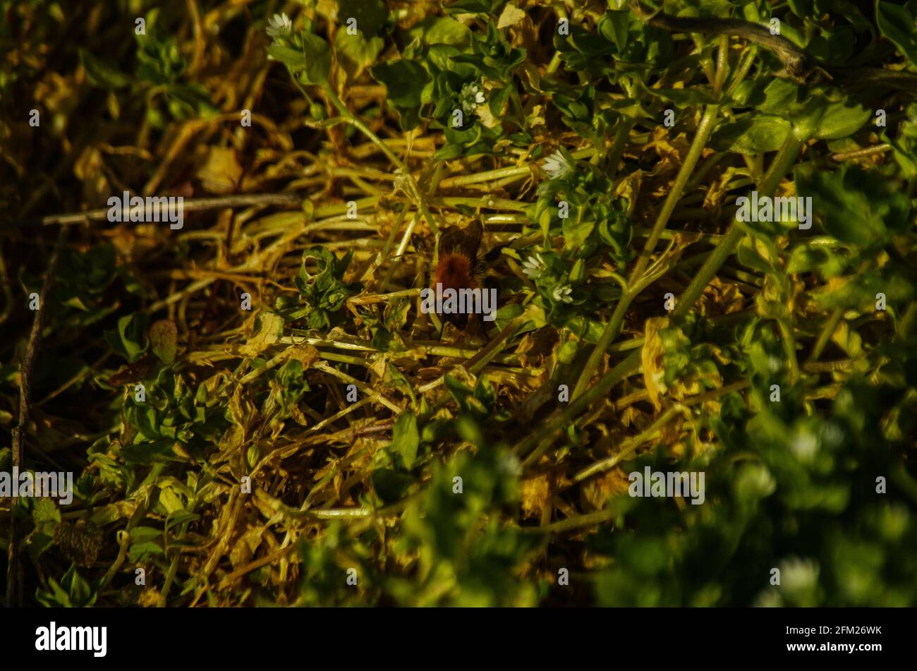 oruga peluda y abejorro rubio : los primeros insectos que se mueven tras el invierno Stock Photo
