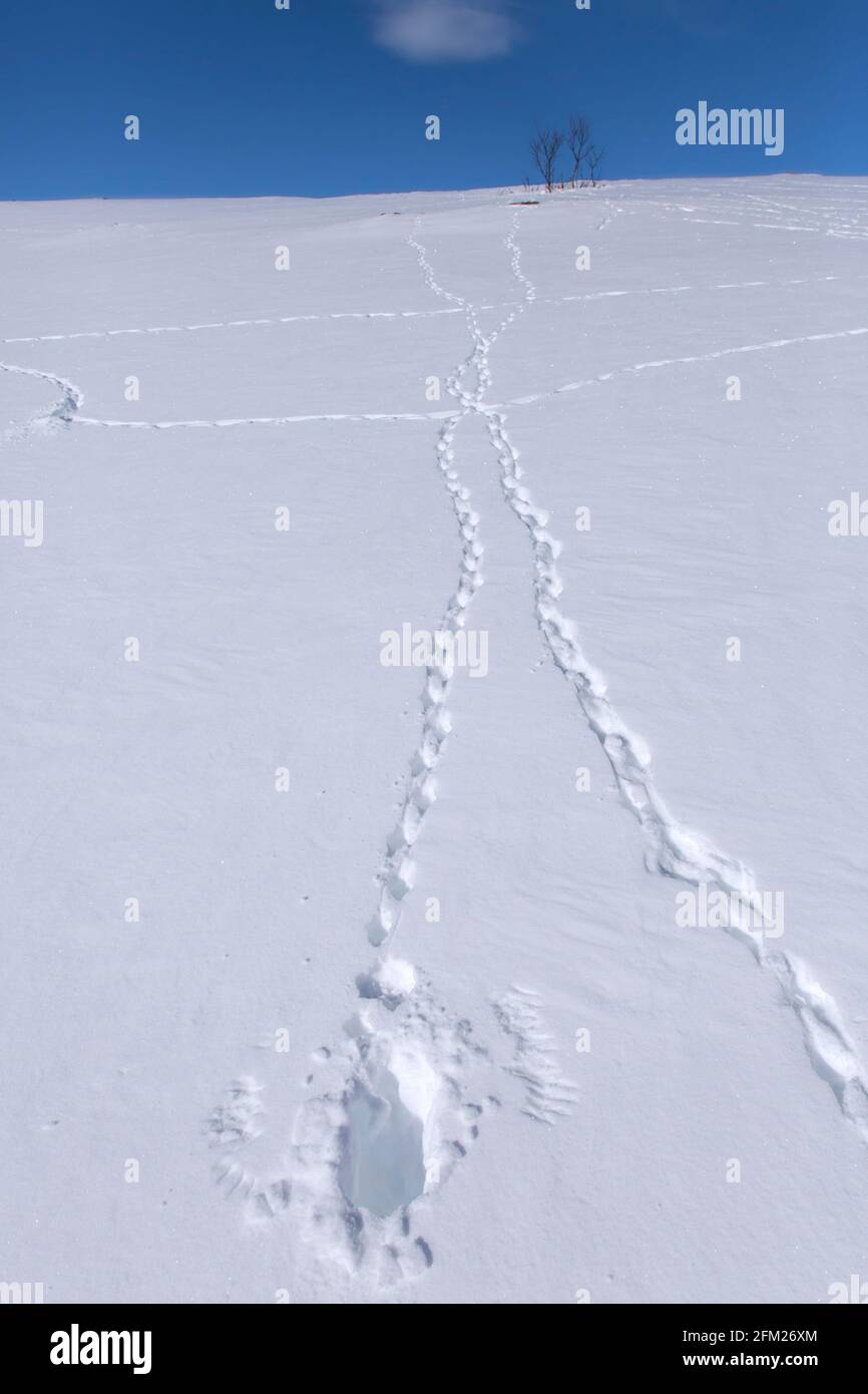 Rock ptarmigan (Lagopus muta / Lagopus mutus) tracks / footprints and imprints of wingtips / wing tips of bird taking off in the snow in winter Stock Photo